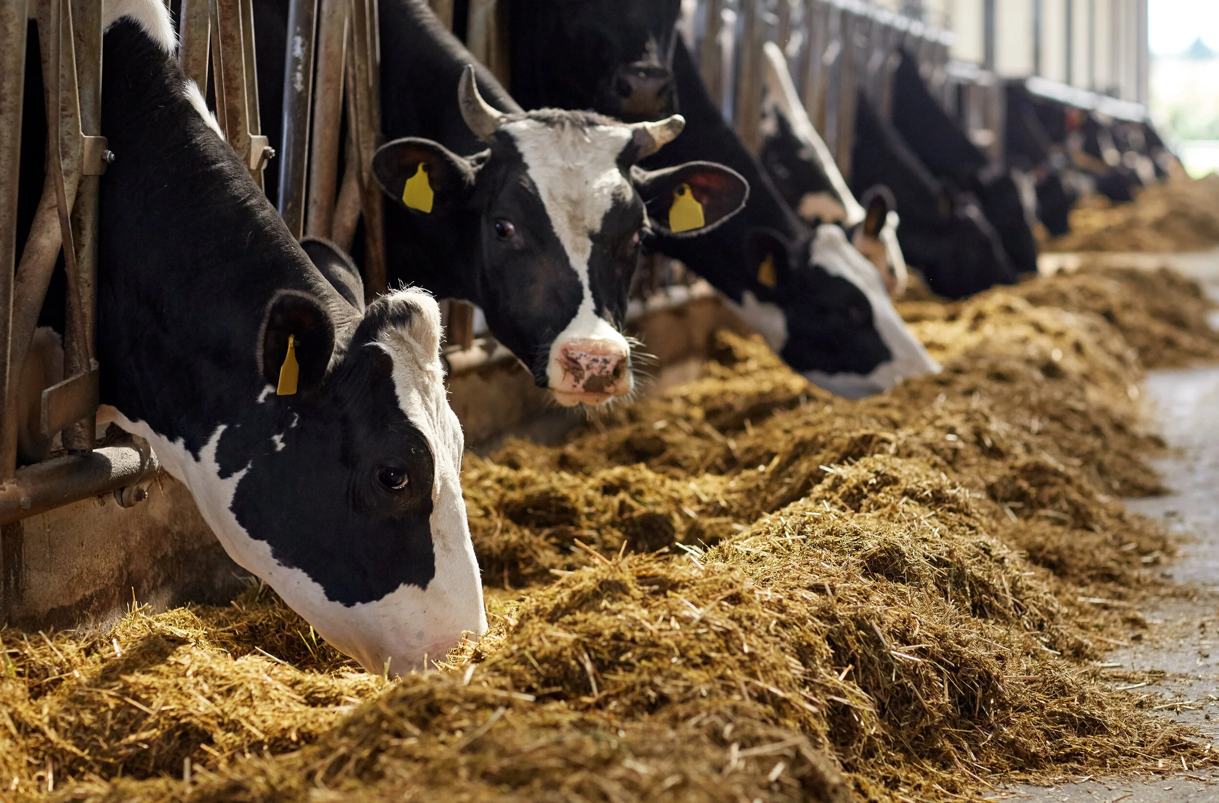 15% of all greenhouse gas emissions in the European Union come from the meat and dairy sector, due to enteric fermentation from ruminants, manure management and feed production.