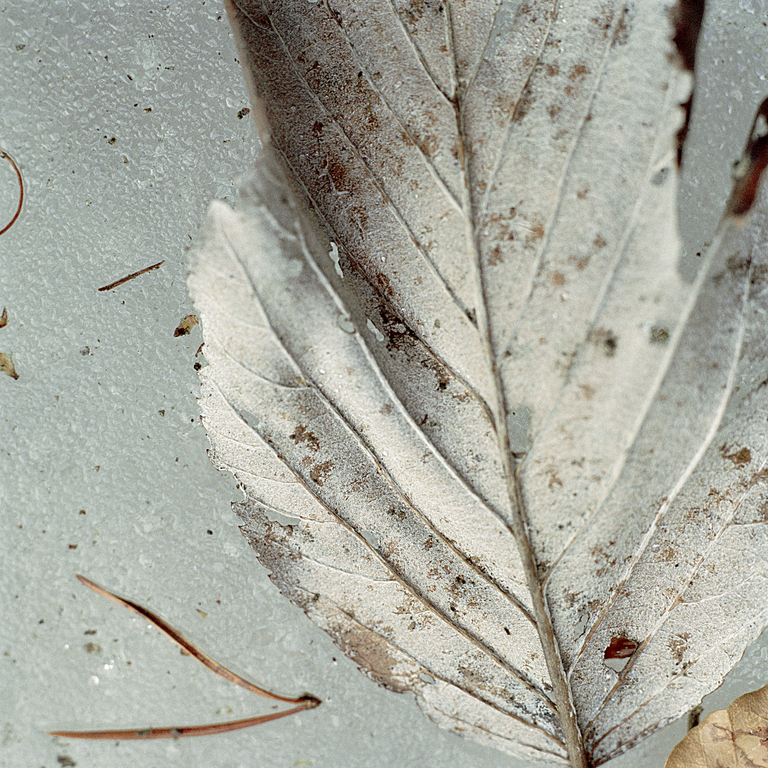 laura_hynd_leaf_ice.jpg