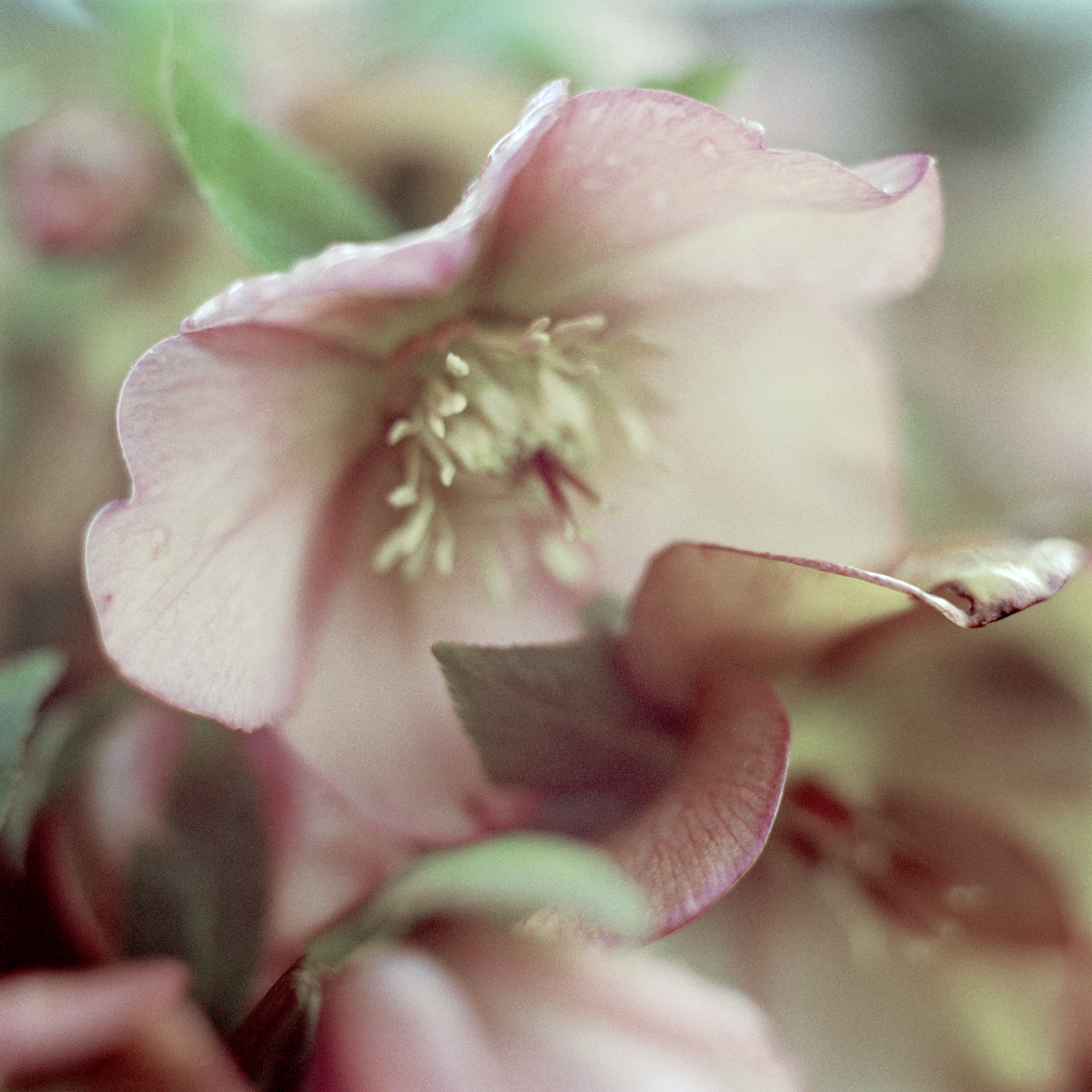 laura_hynd_hellebore.jpg