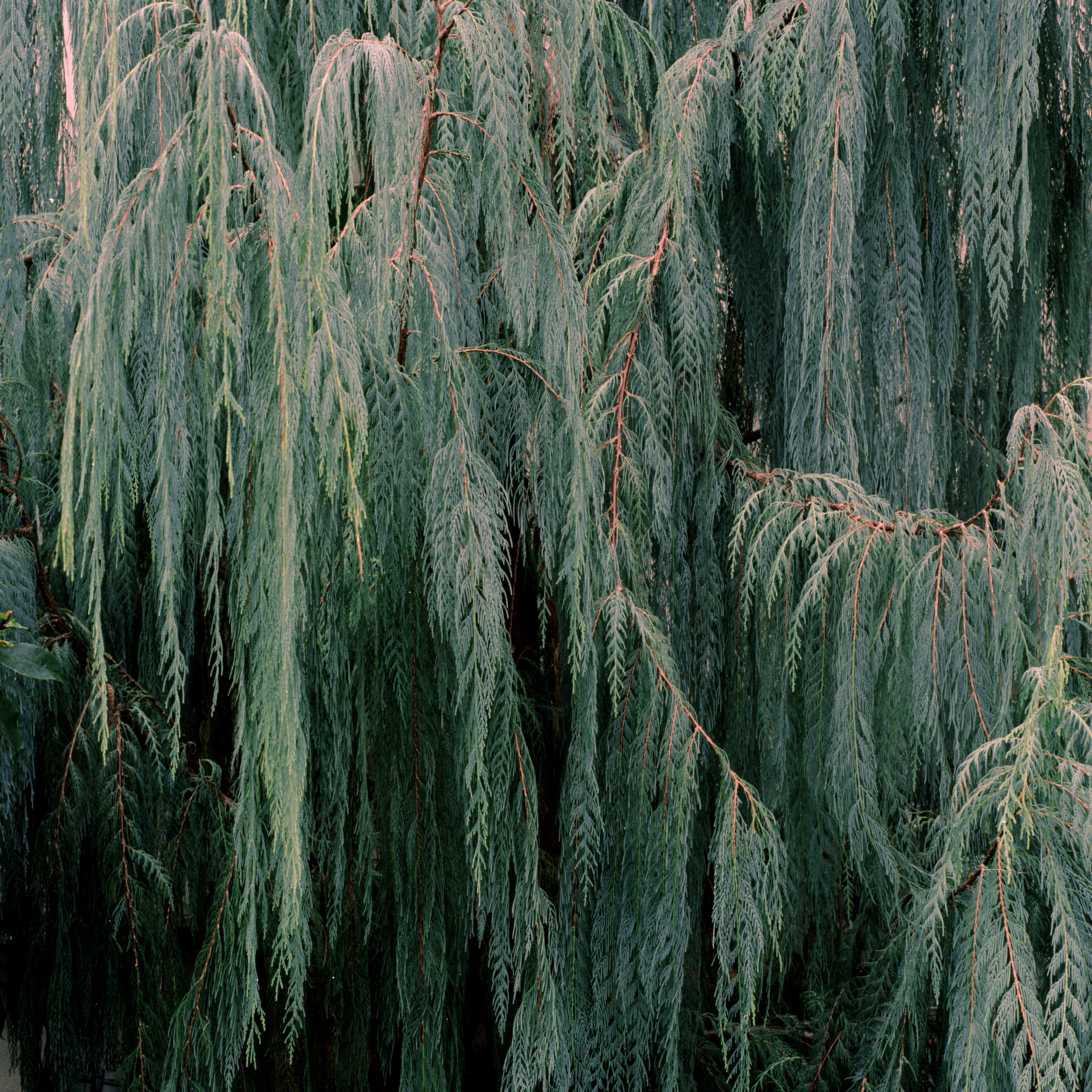 laura_hynd_weeping_pine.jpg