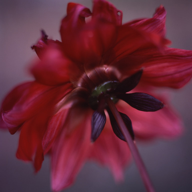 laura_hynd_red_dahlia.jpg