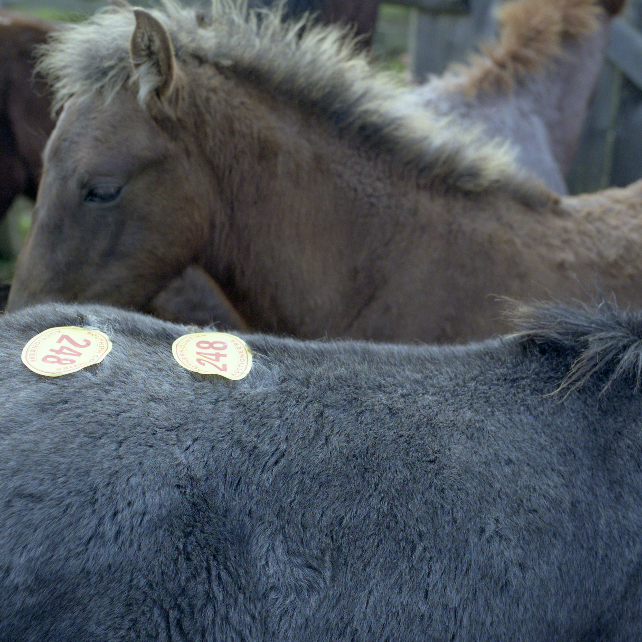 NEW FOREST PONY AUCTION