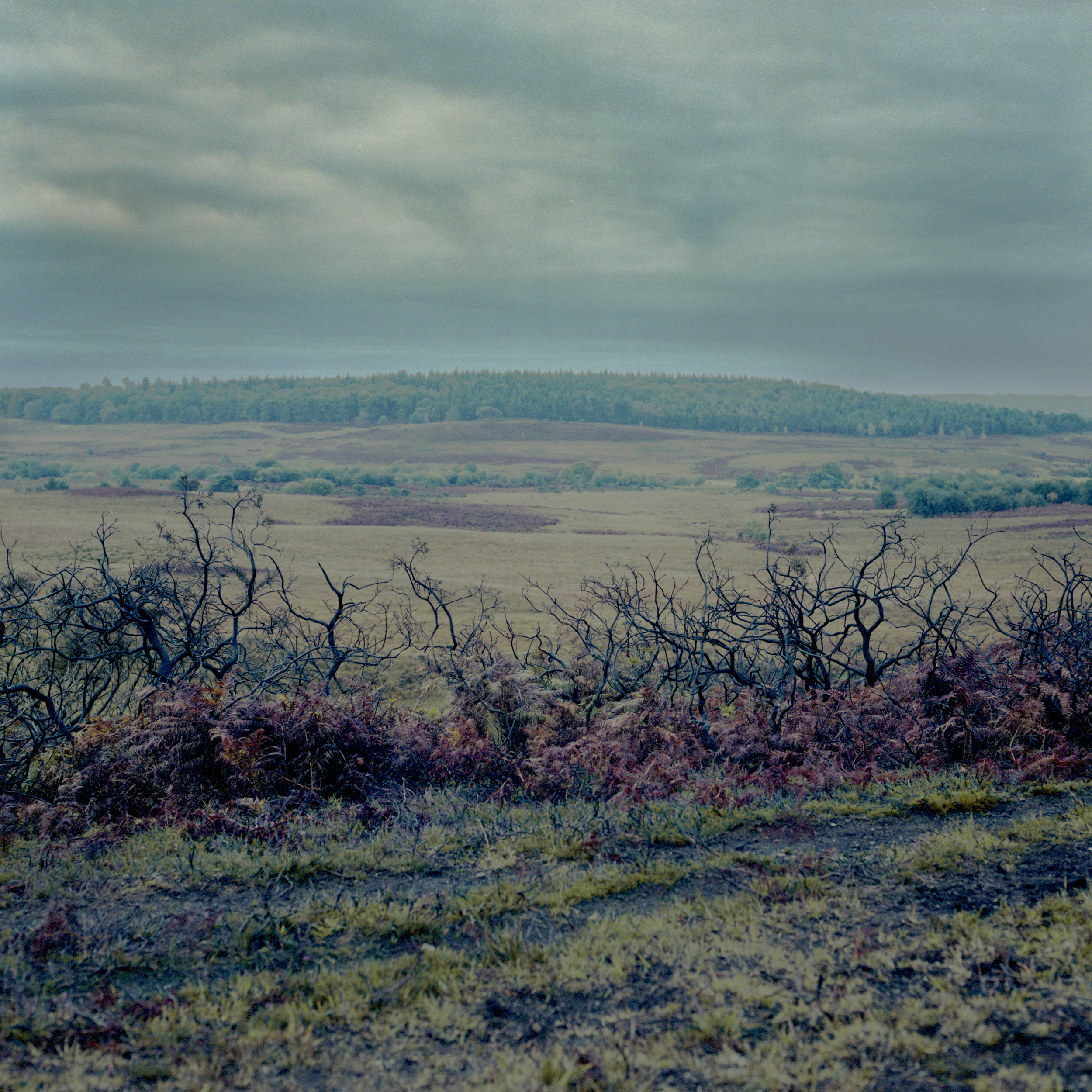 NEW FOREST, ENGLAND