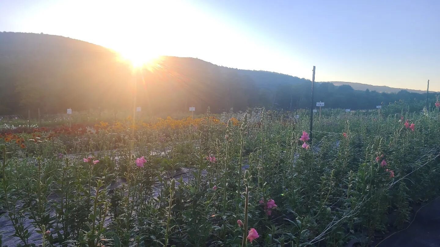 We live in a unique sort of valley. Getting to have our flower and produce fields on a majestic countryside is basically a dream. 

The you-pick field is open today AND tomorrow 9am-7pm. Get here today before the rain! 

We're always taking orders fo