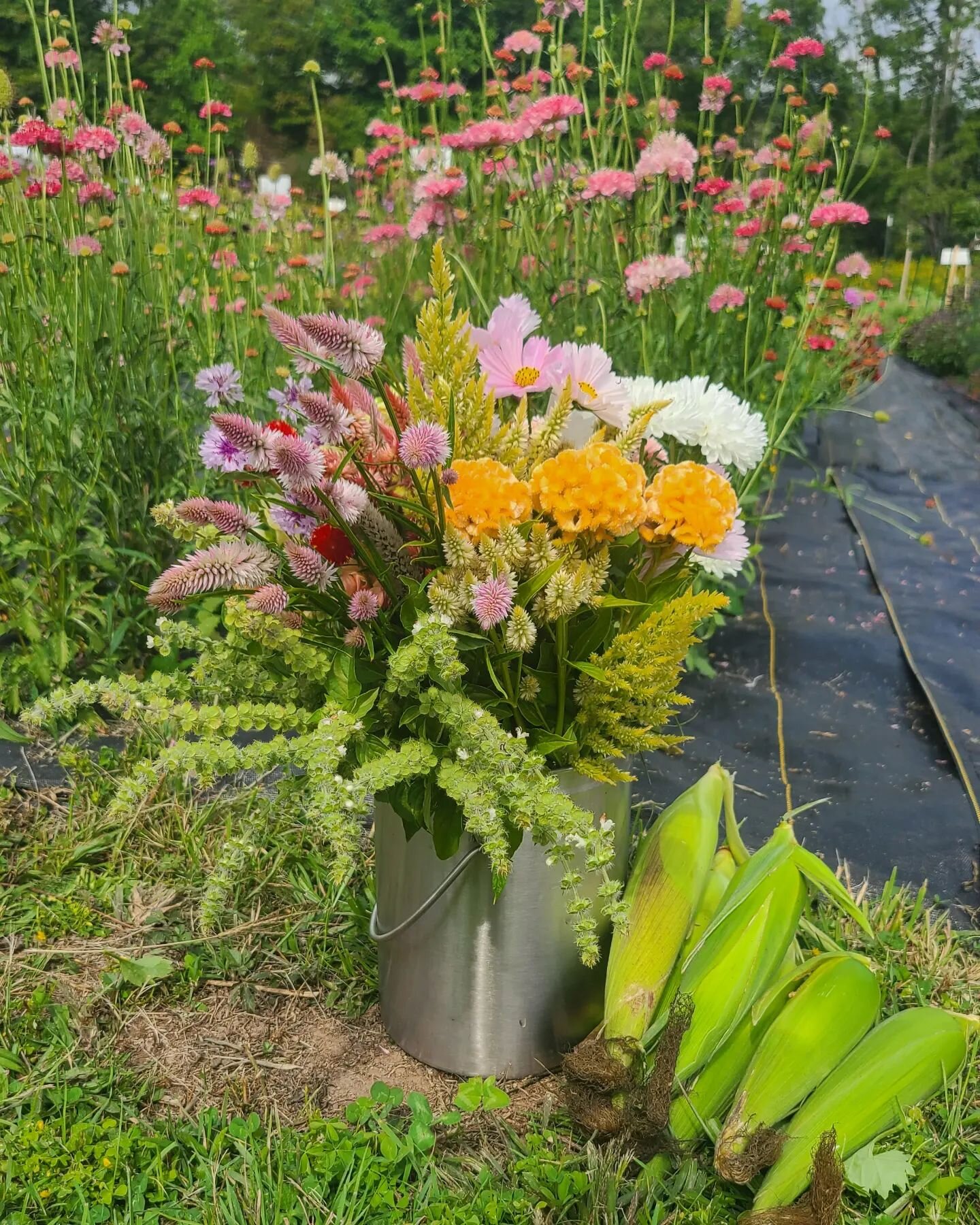 One of our volunteers, and now friend, Jodi came out on Saturday and picked this spectacular bucket of flowers and Evan through in some of our very own sweet corn. 

It's so amazing to see what people decide to create. Everything from moody colors, t