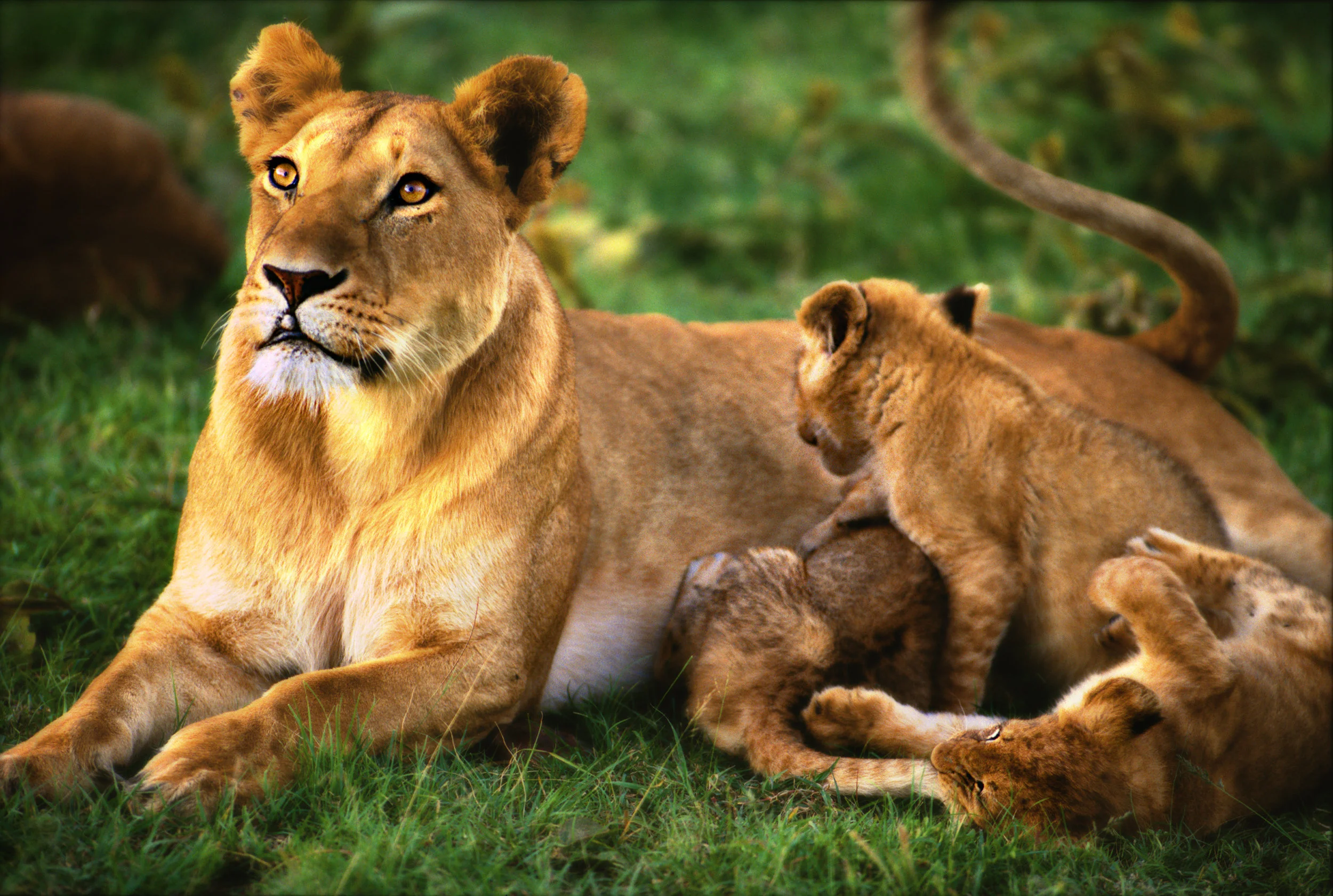Pride-Lioness.jpg