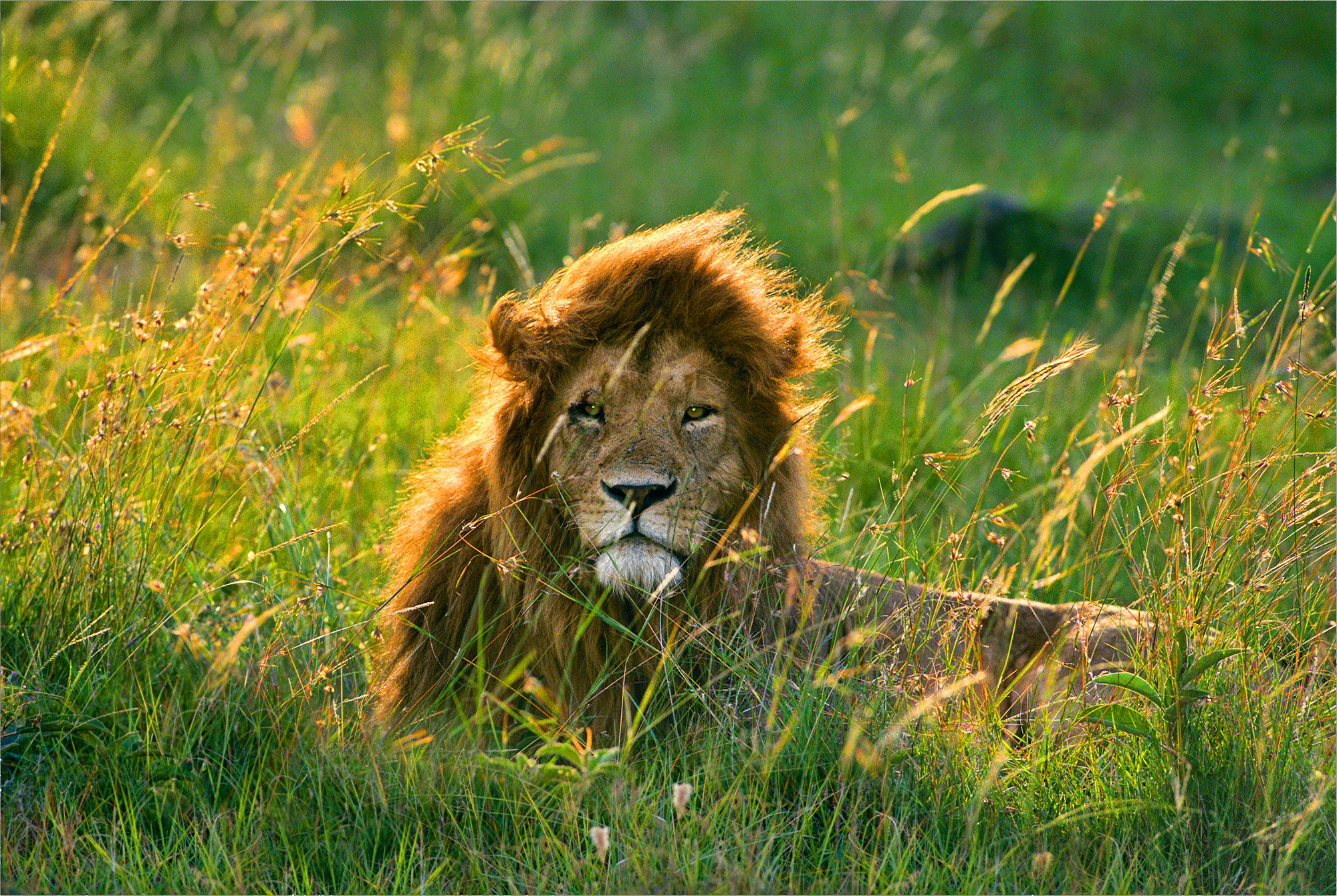 Male_lion.jpg