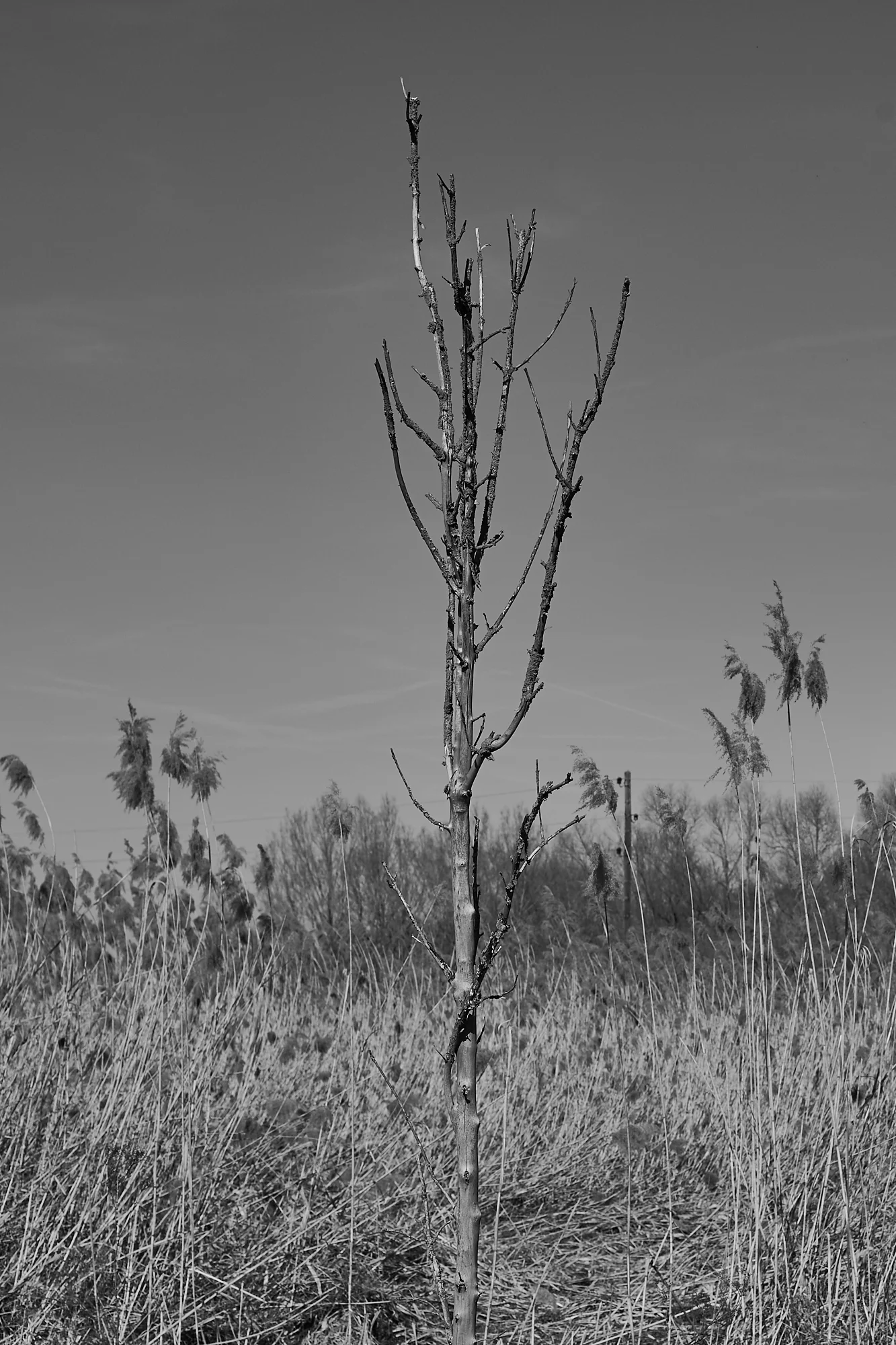 atha_nature_boy_3.jpg