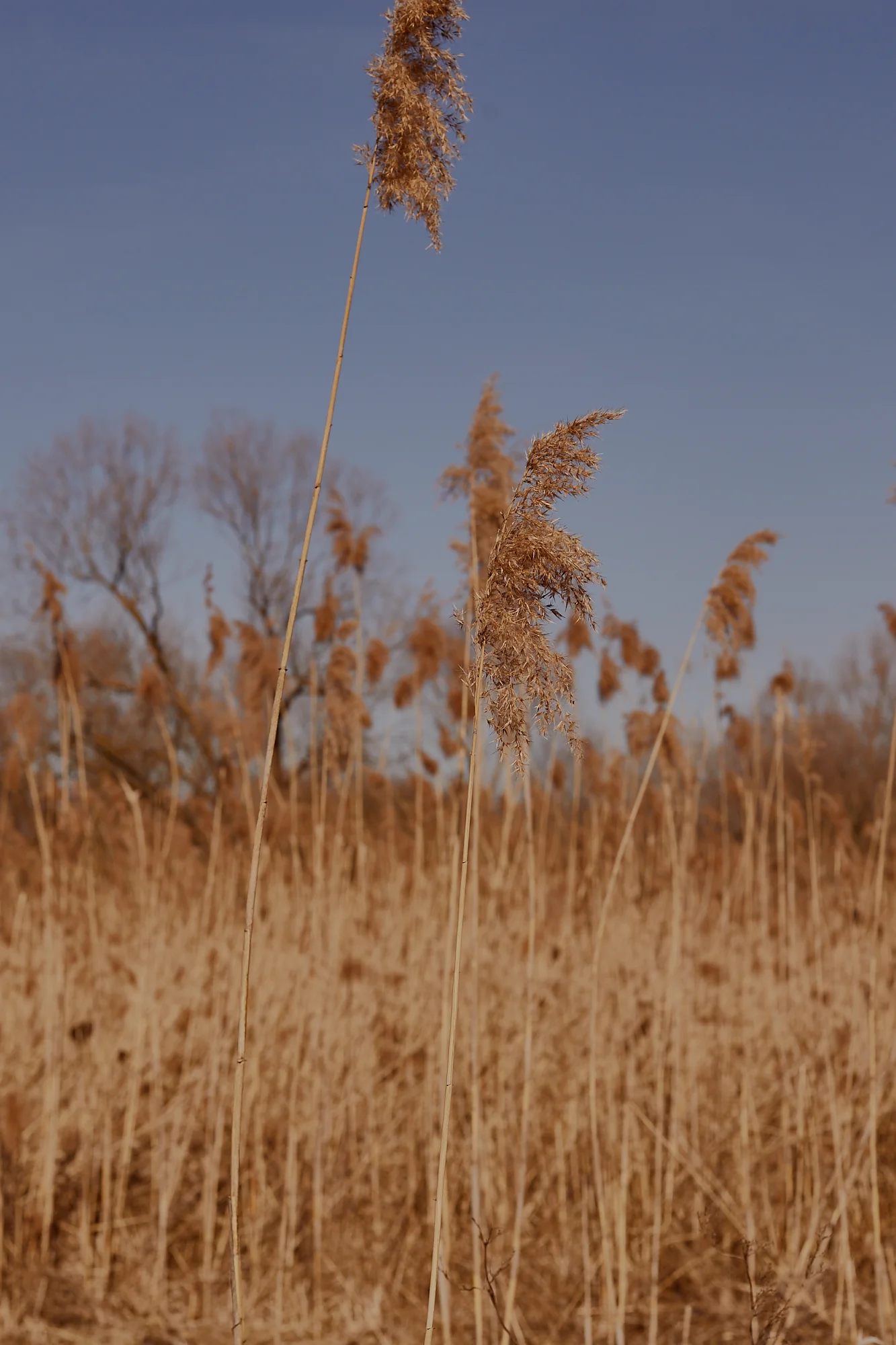 atha_nature_boy_2.jpg