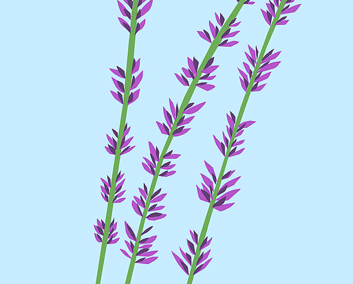 ca-design-essential-oil-lavender
