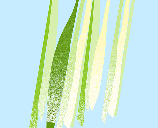 ca-design-essential-oil-lemongrass