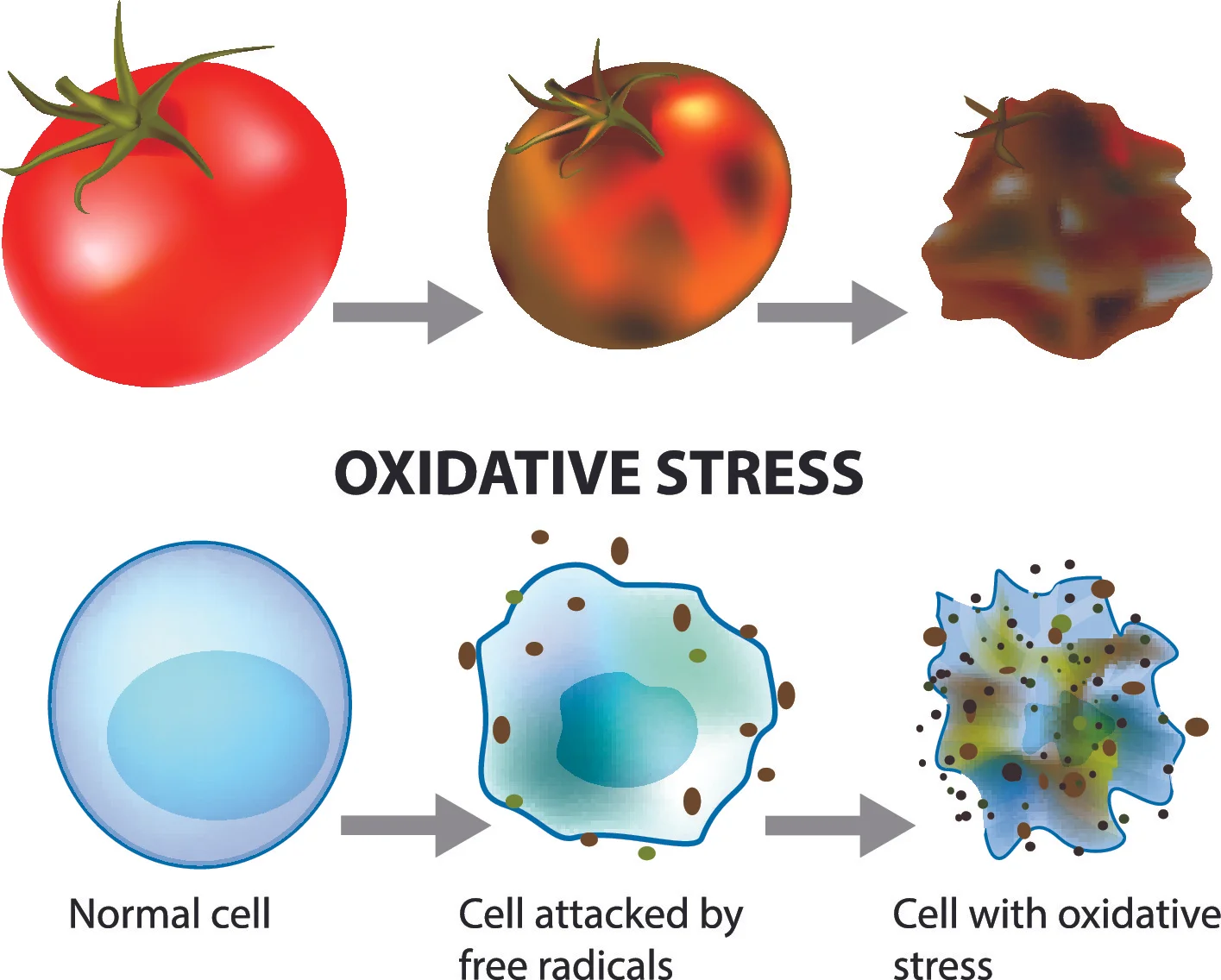 Antioxidants what are they and why are they important? — Fresh