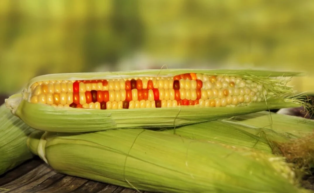 What’s the Deal with GMOs? Myths vs. Facts