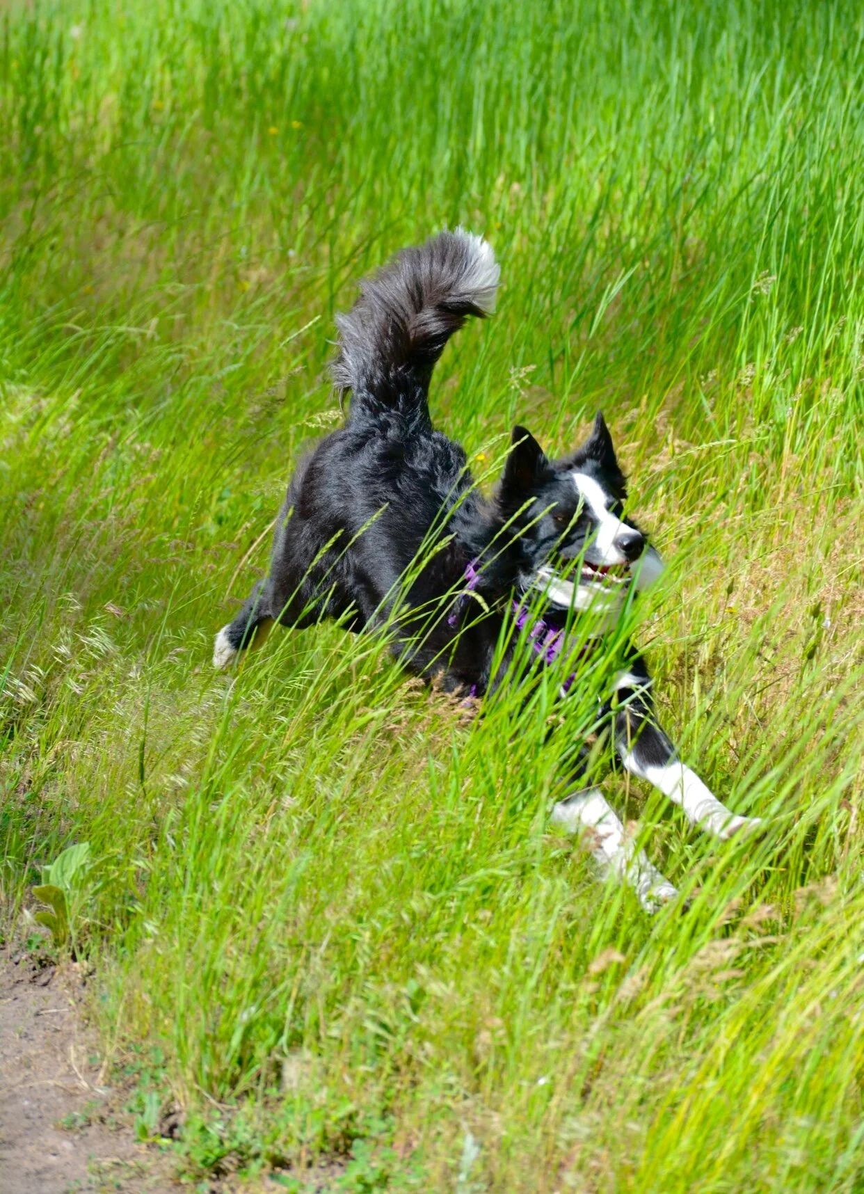 How to avoid conflicts while out with your dog