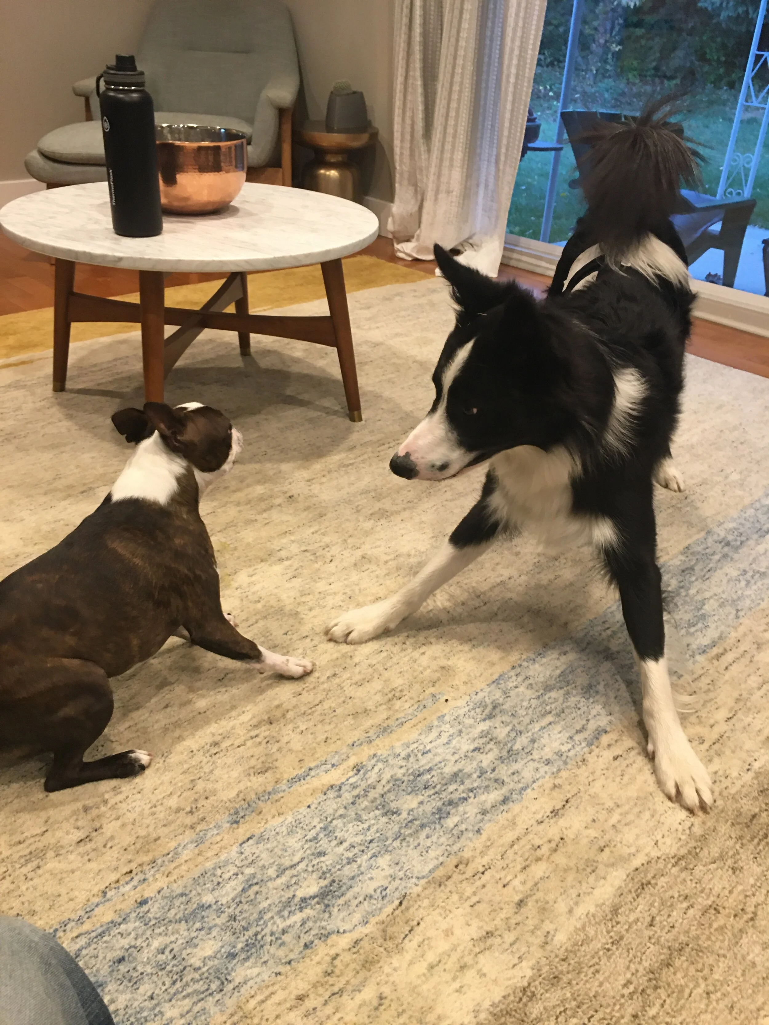 Multi-dog household conflicts 