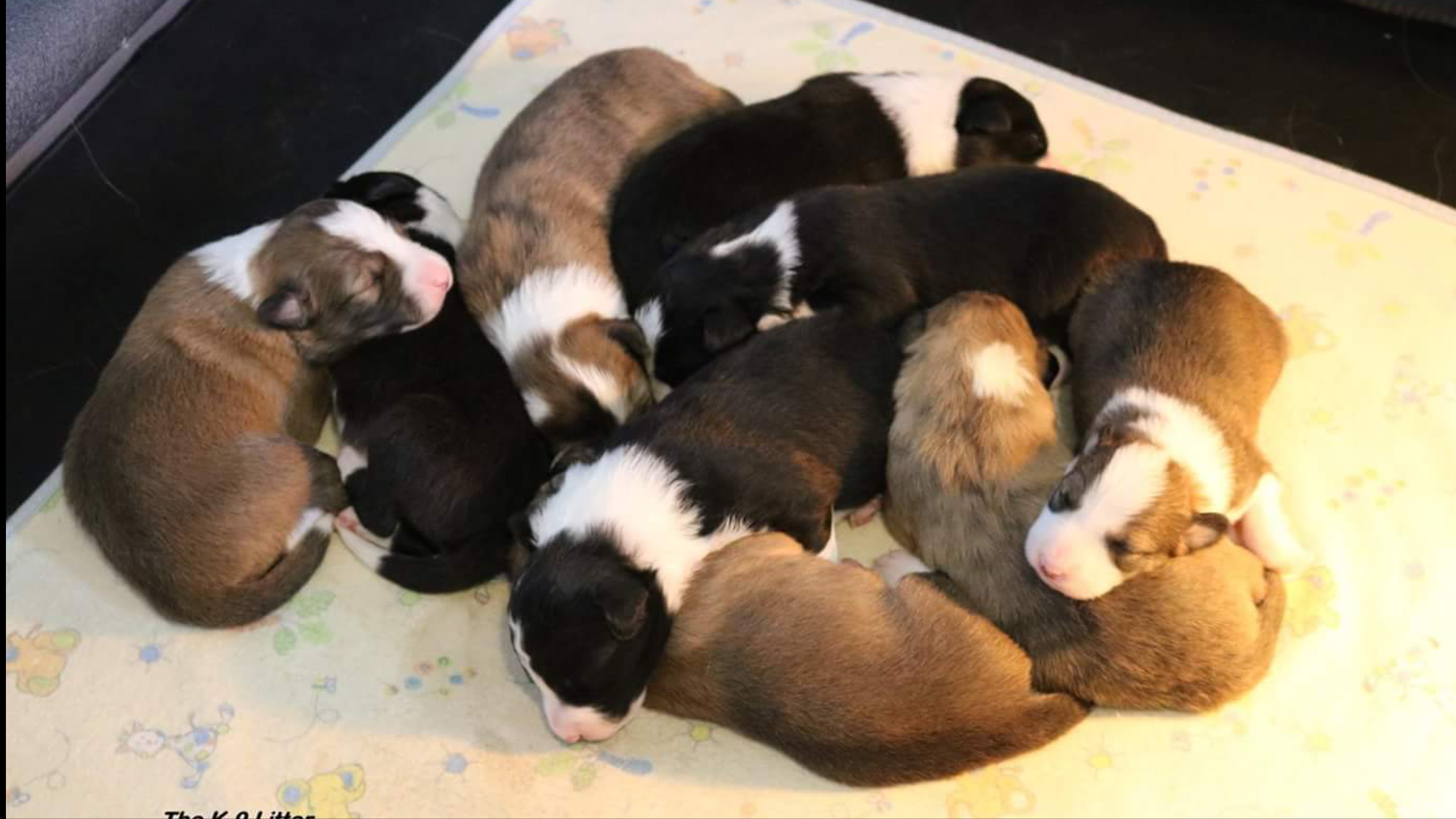 What is an ethical breeder?