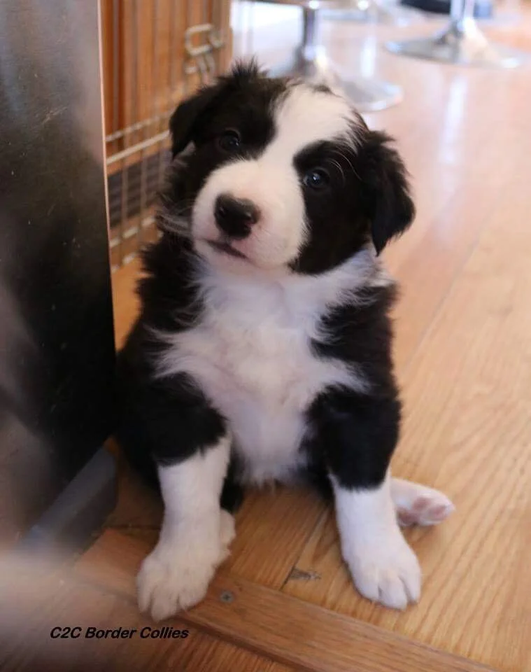 If you just got a puppy you need to know this!