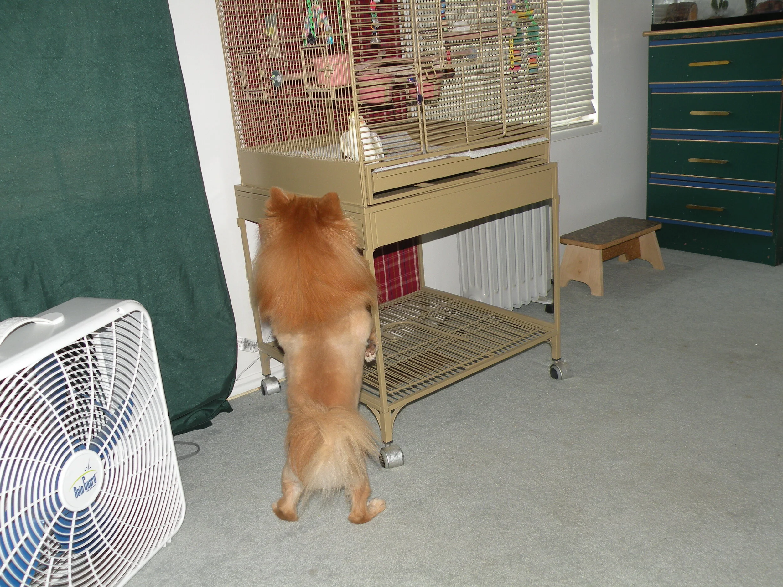 Changing Problematic Behaviors in dogs