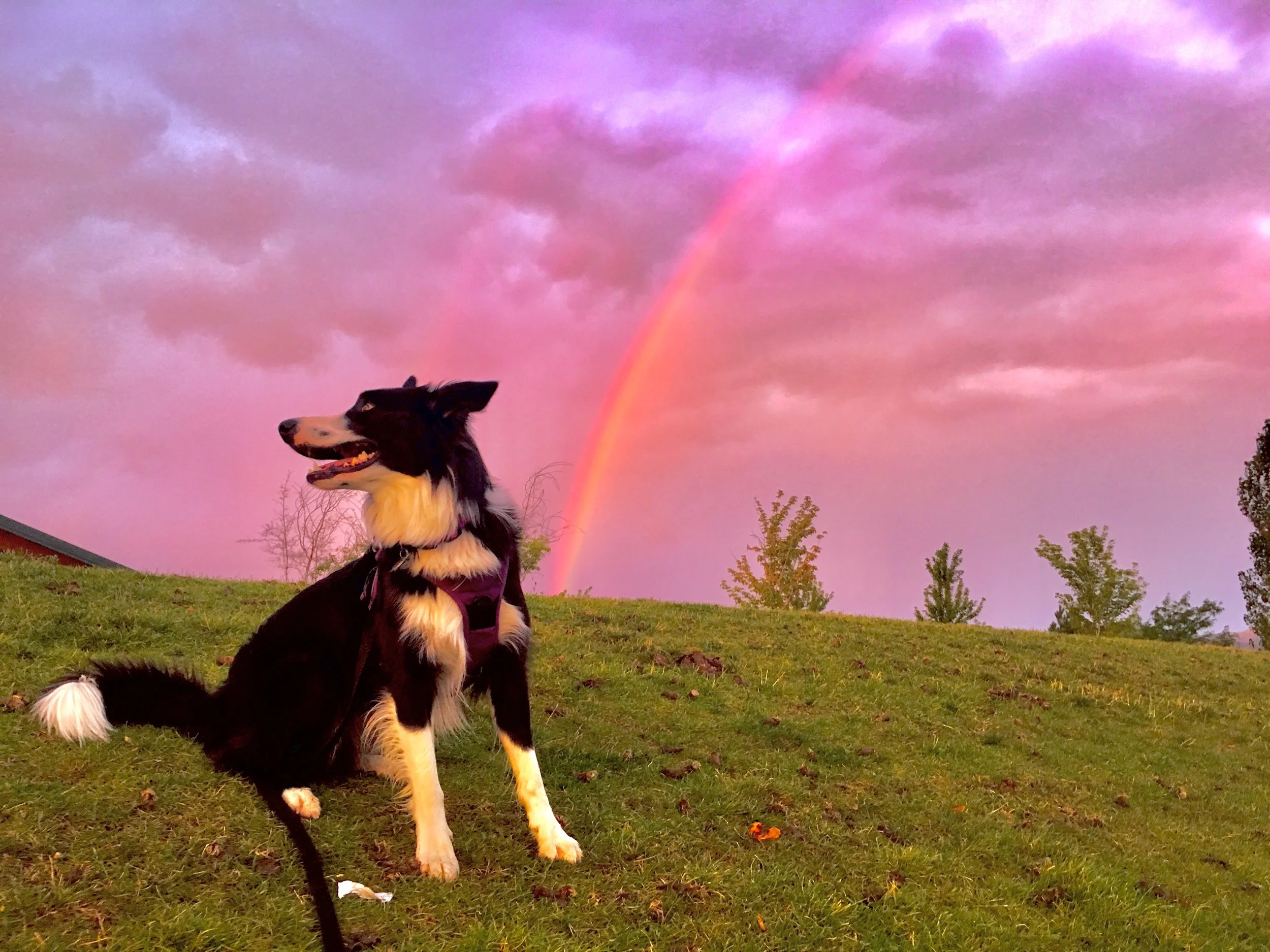 eleven dog walking tips