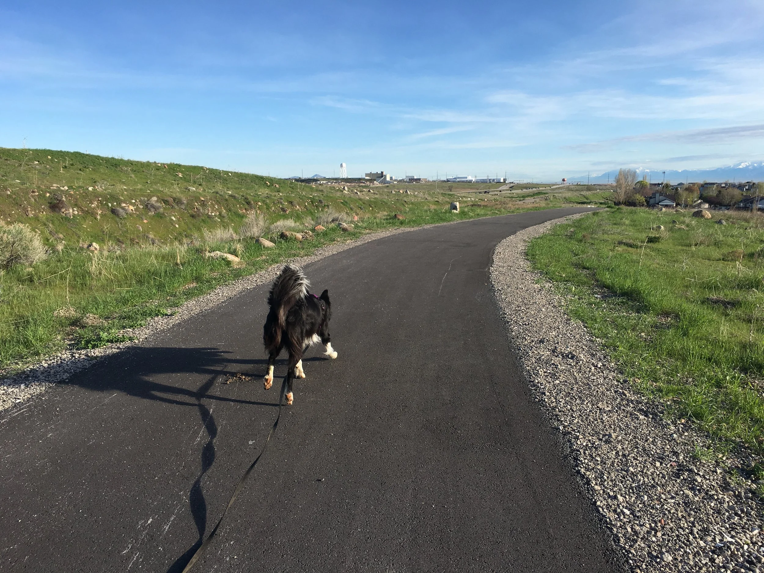 Tips for walking a leash reactive dog