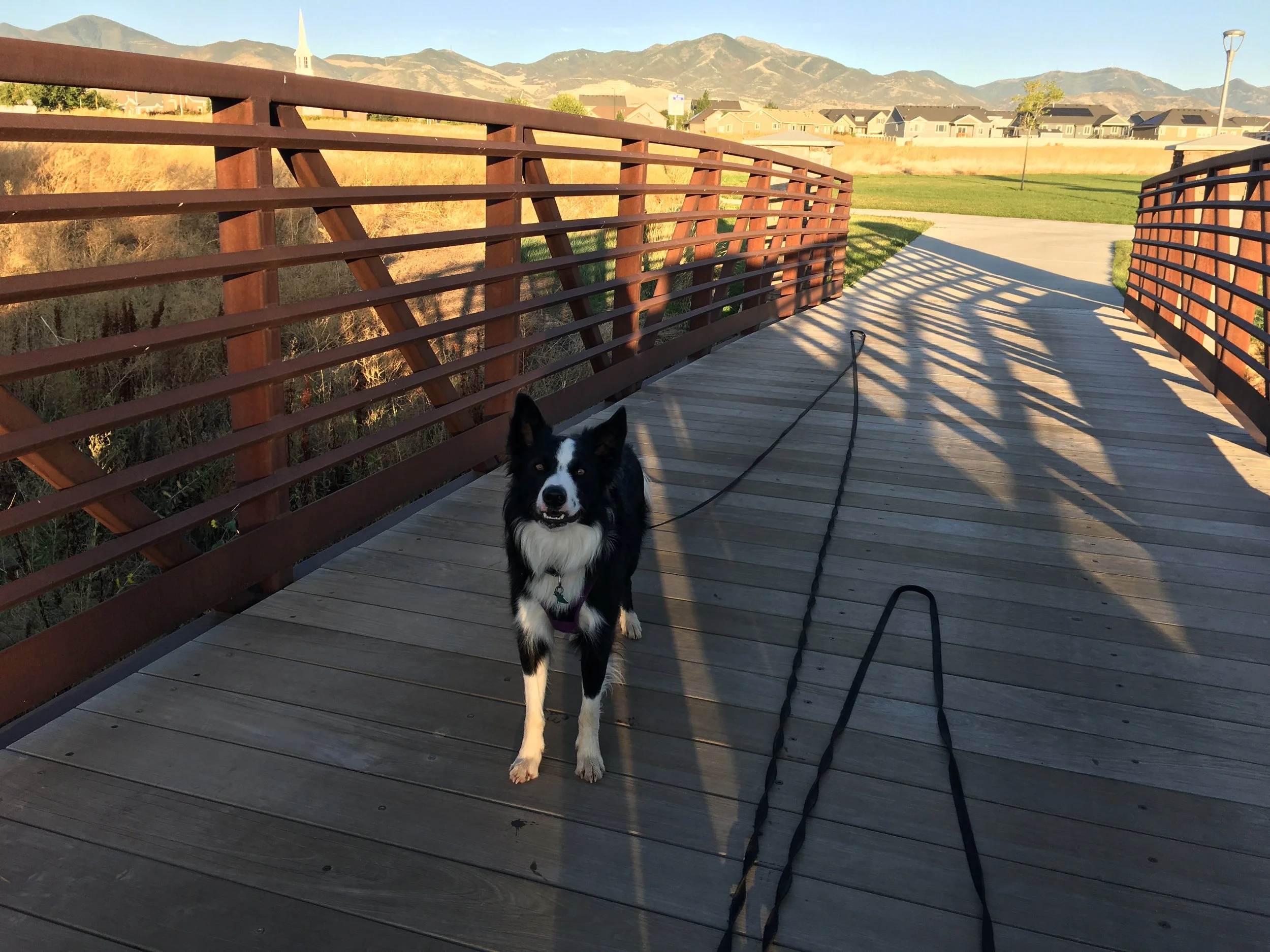 Throw away your leash!