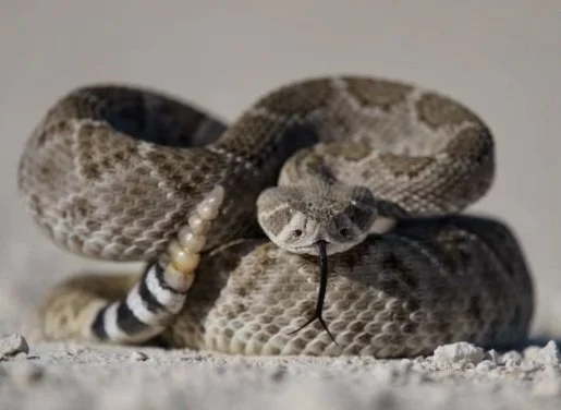 Rattlesnake avoidance and alert training in Utah!