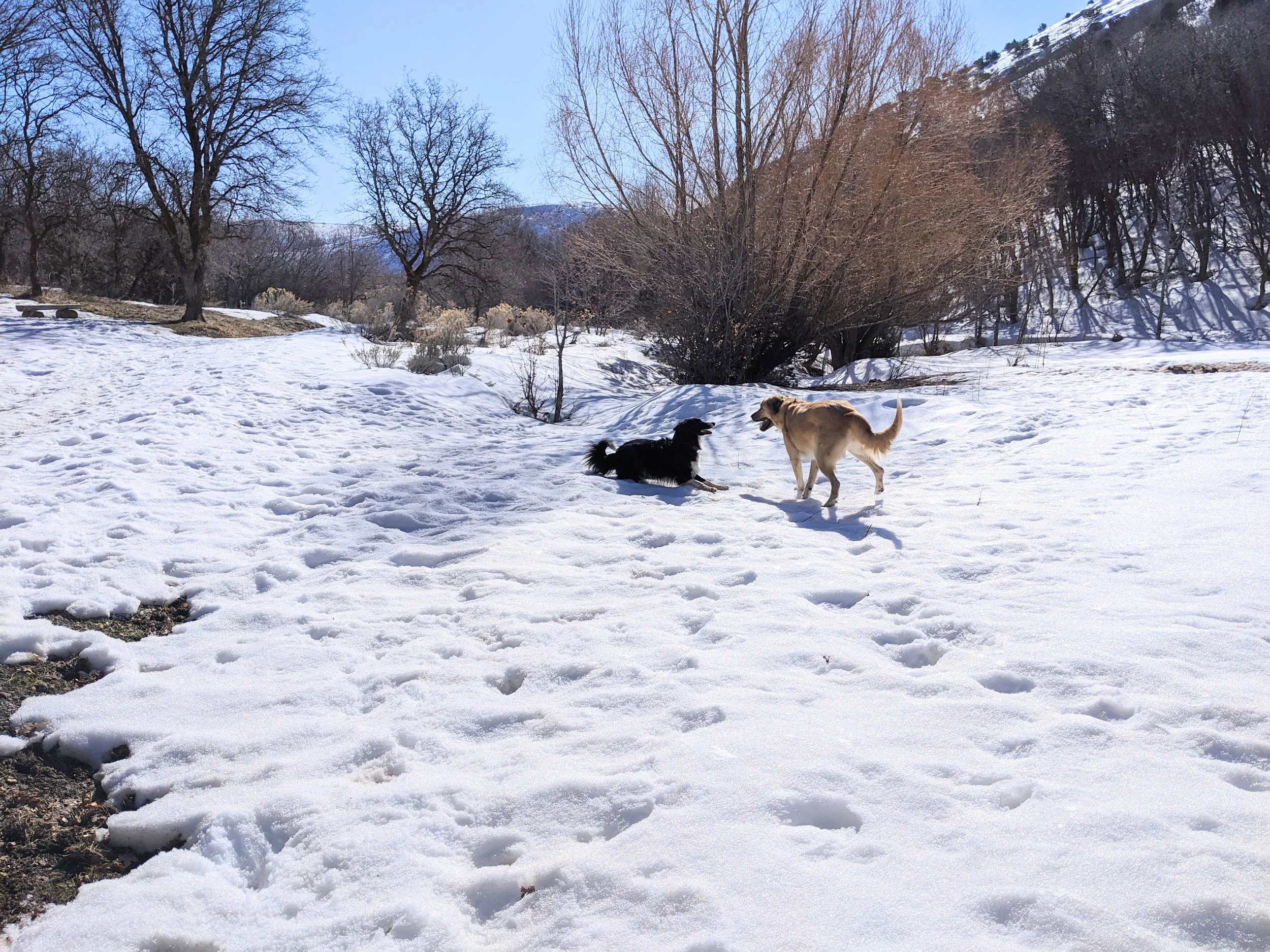 Hiking with your dog in Utah