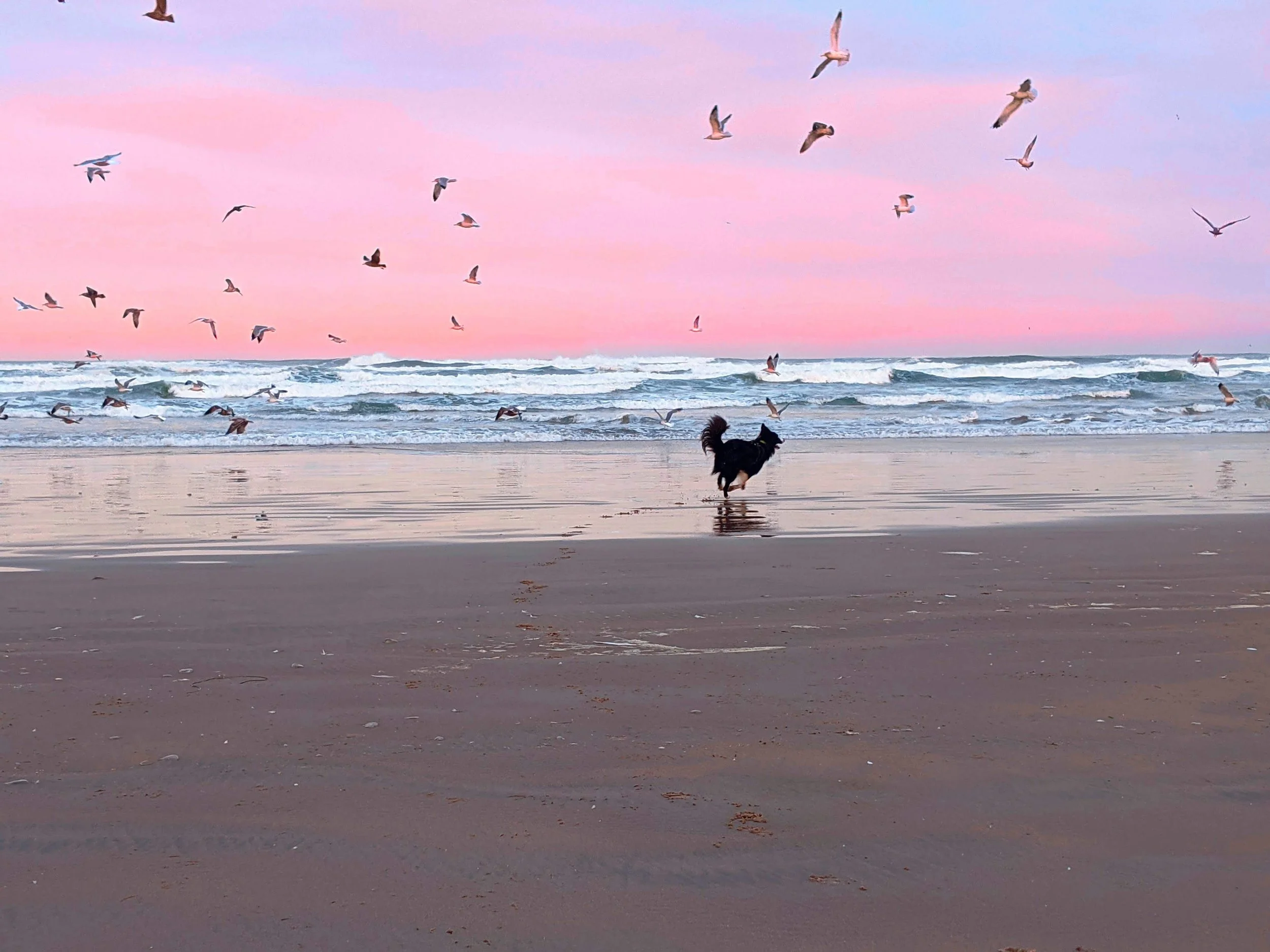 So you want to let your dog off leash