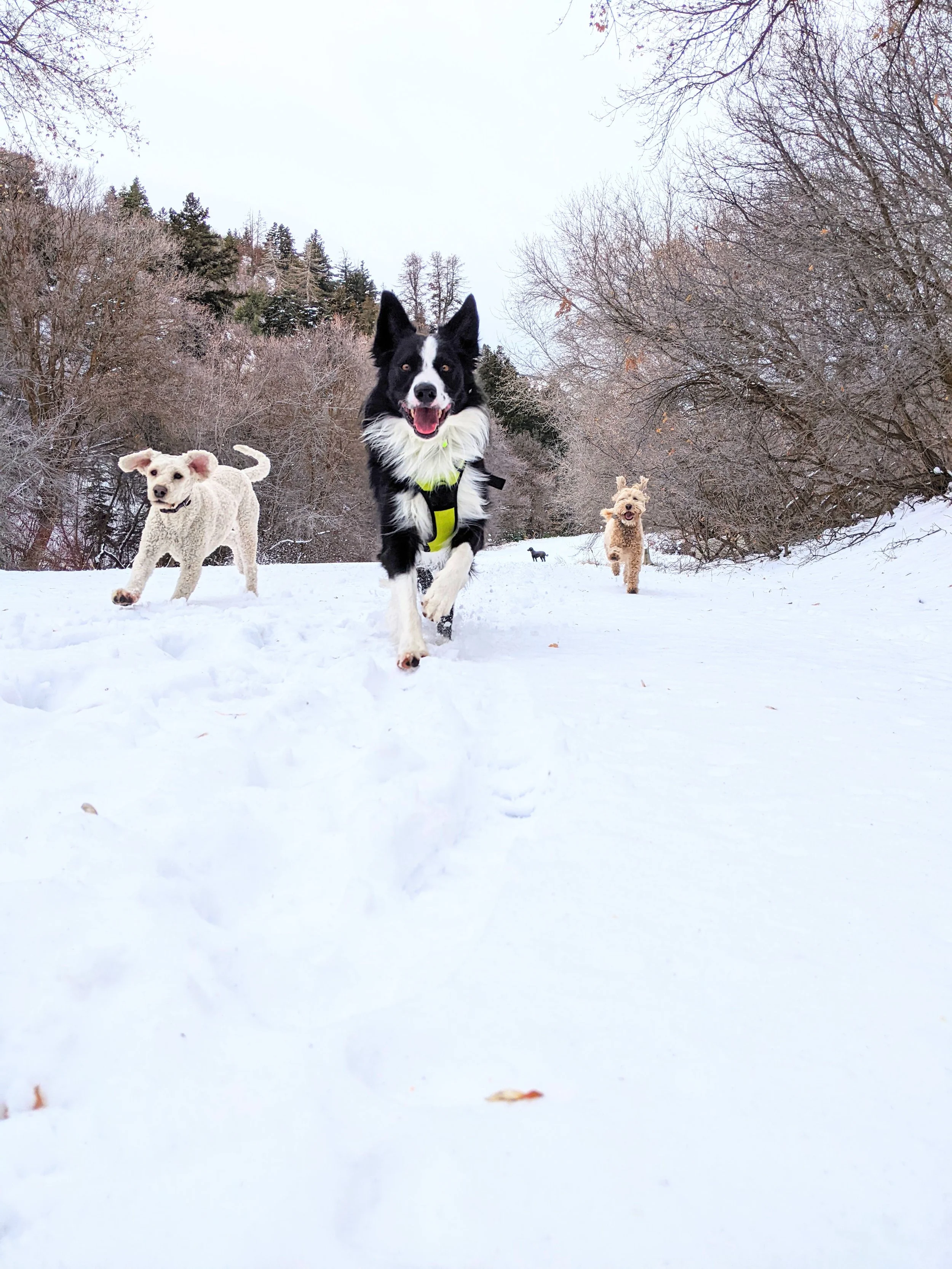 Improve your dog’s recall 