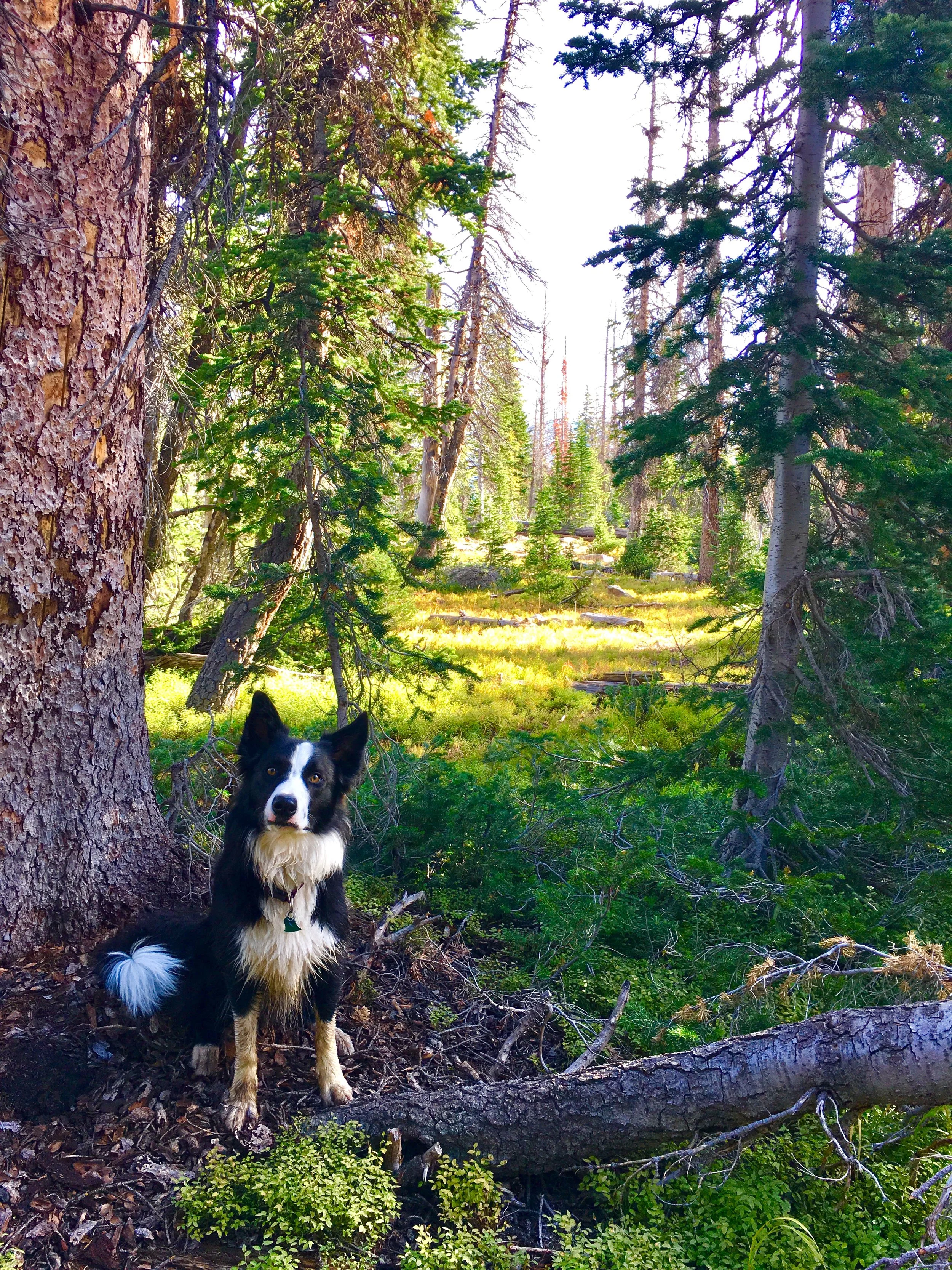 A new frontier for dogs and rattlesnakes 