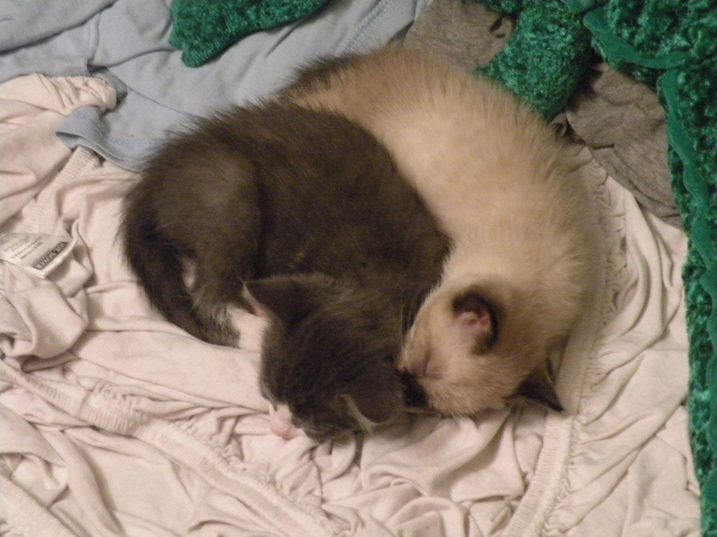 Two kittens are better than one 