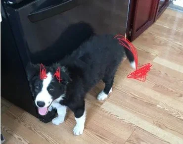 Adolescent dogs are difficult to live with!