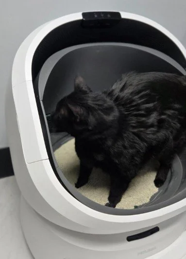 Cramped space in this litter box makes using it unpleasant for the cat.