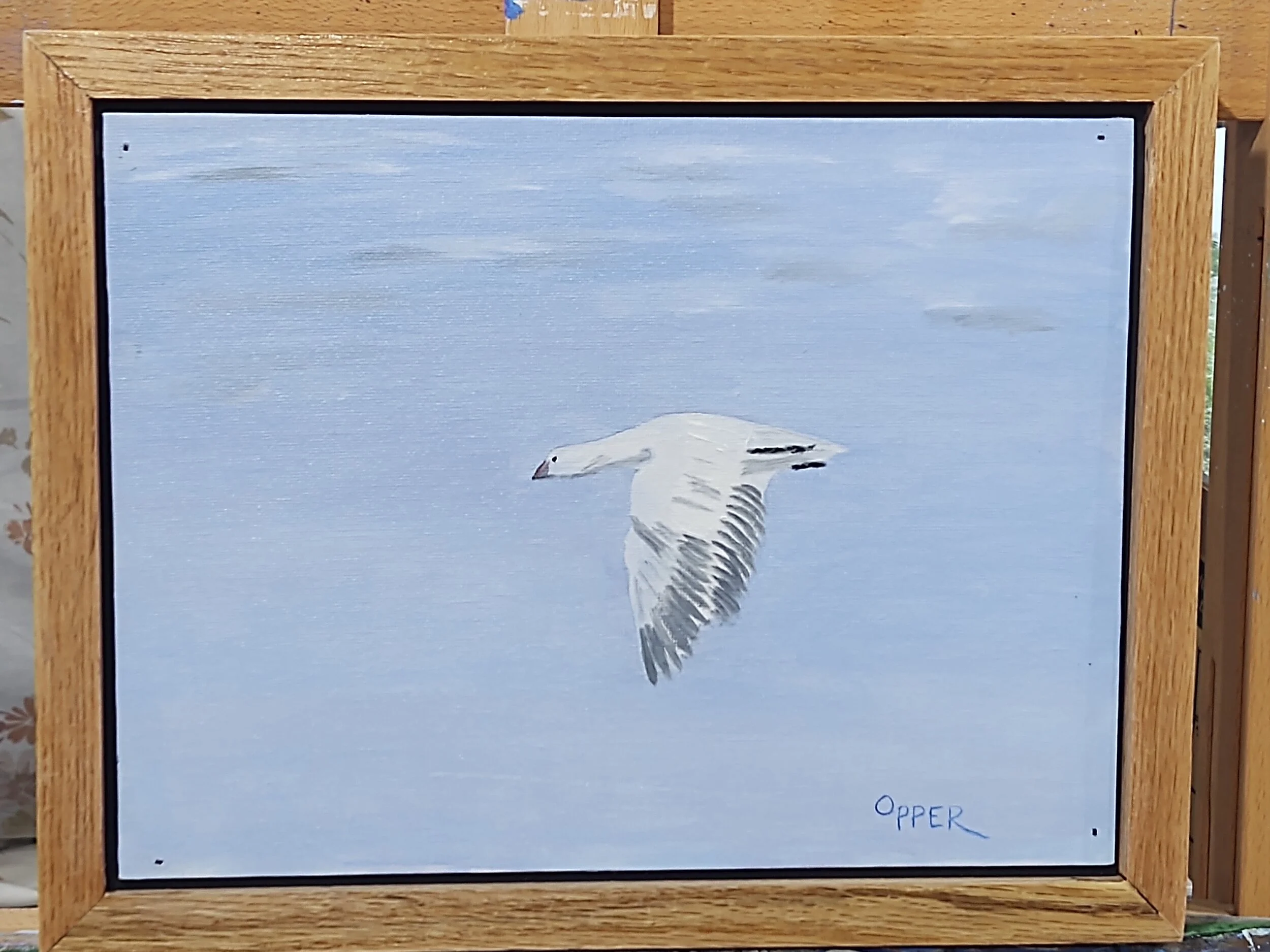 Snow Goose 2.jpg