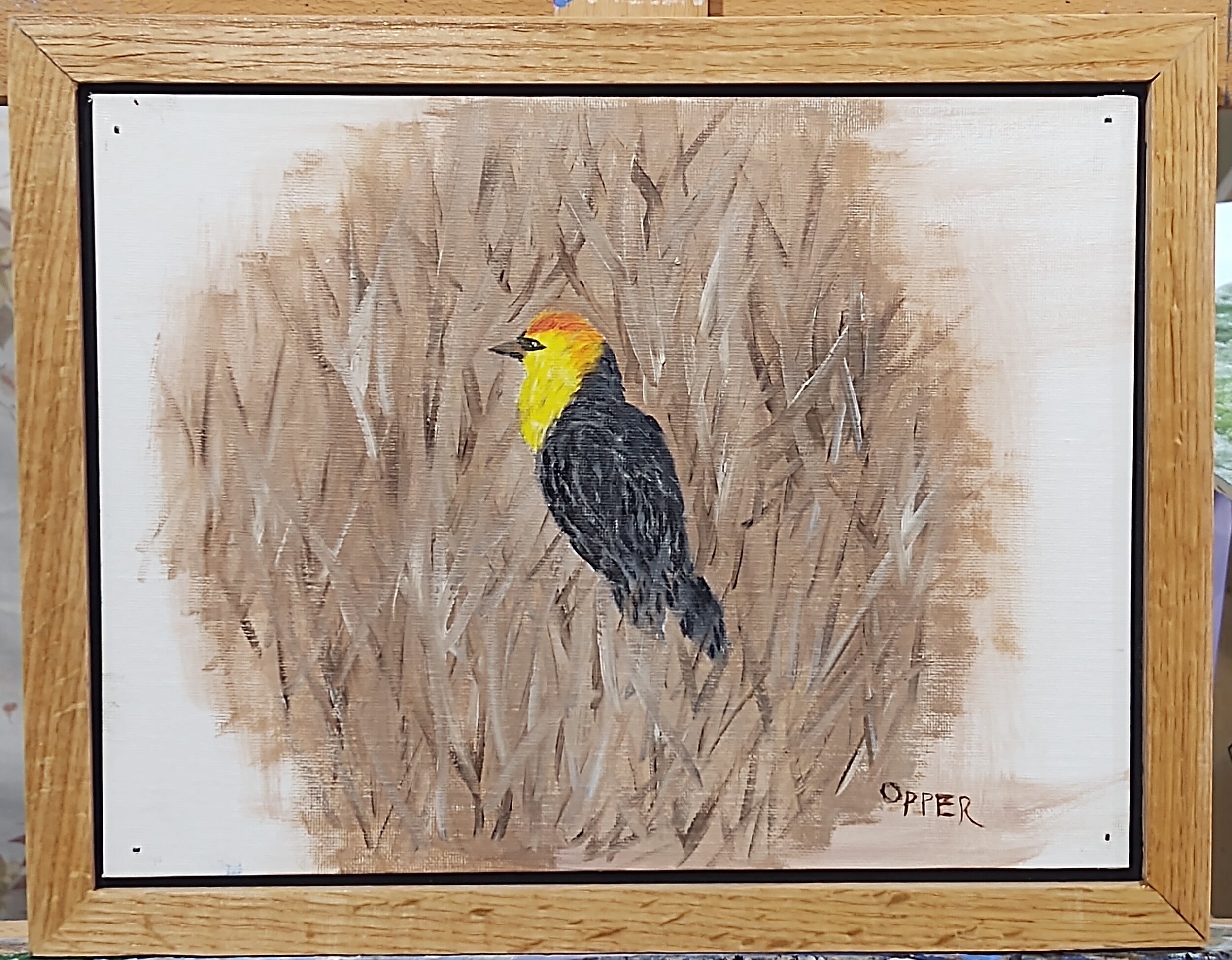 Yellow Headed Blackbird