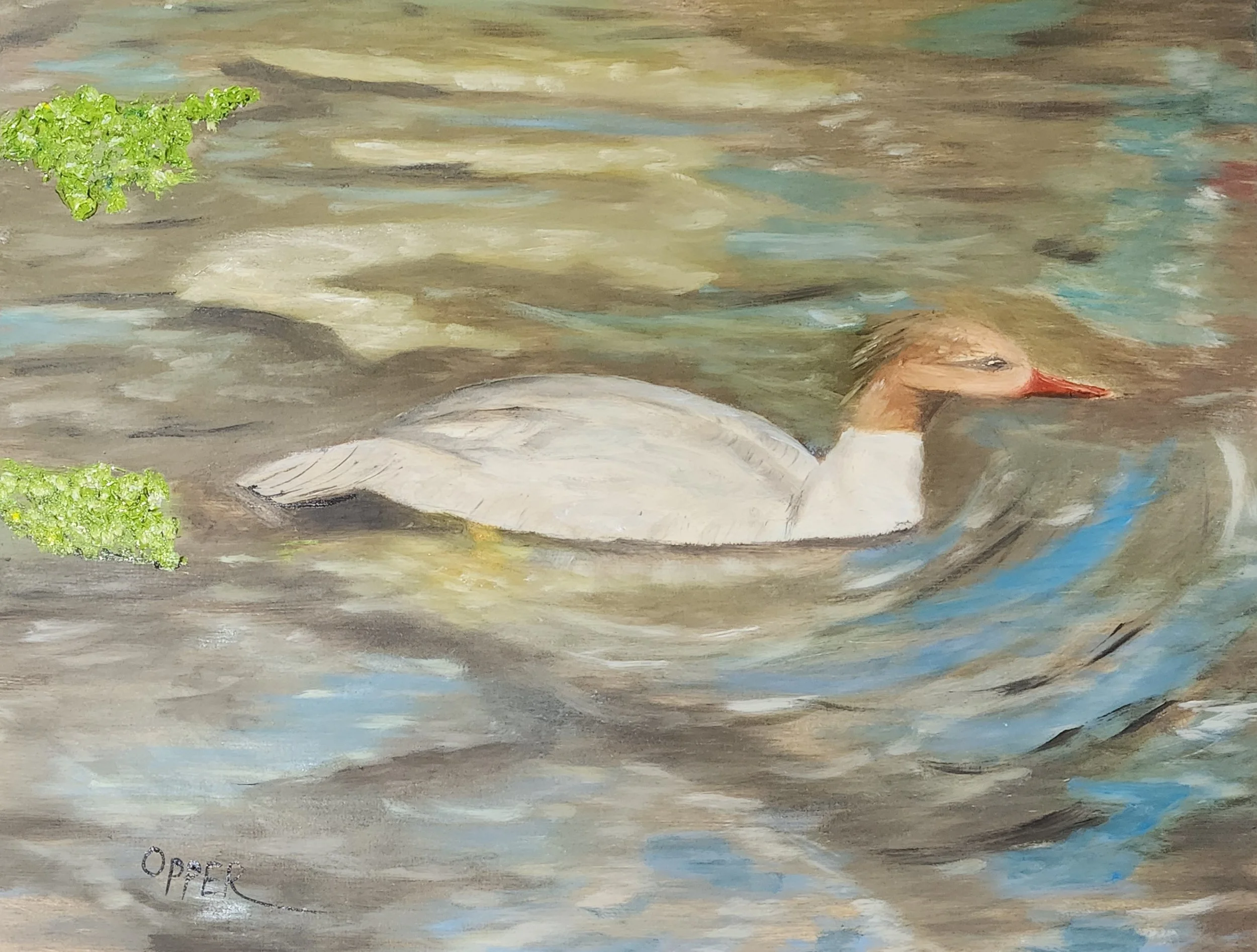 Local Merganser.jpg