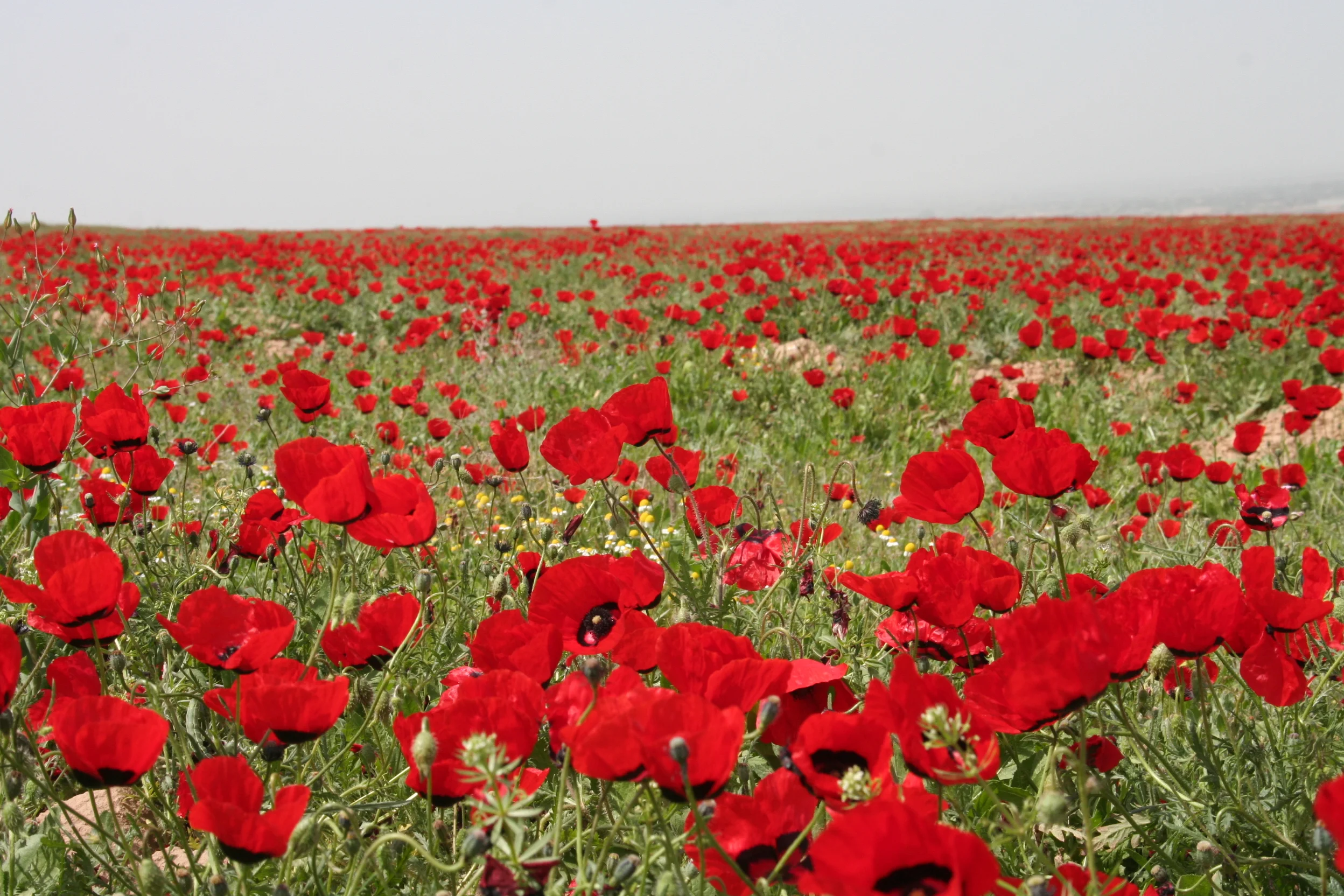 SPRING TIME MAZAR E SHARIF