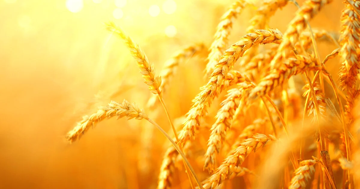 Regenerative Agriculture Takes Root Among Food Manufacturers