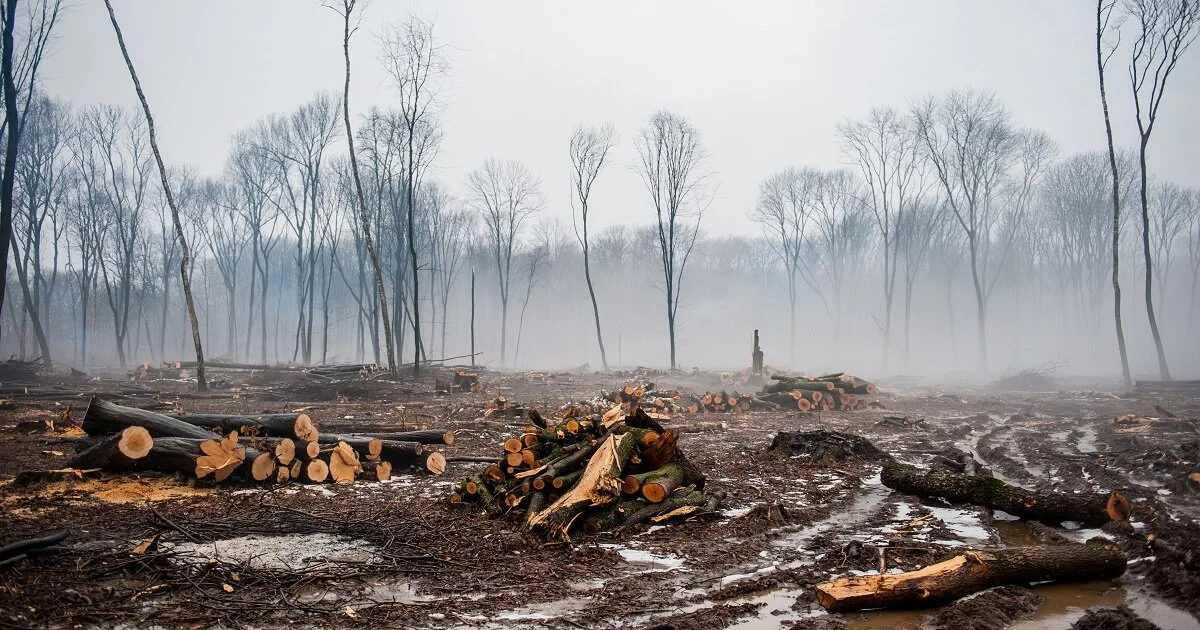 Investors Recognize Link Between Deforestation and Climate Risk