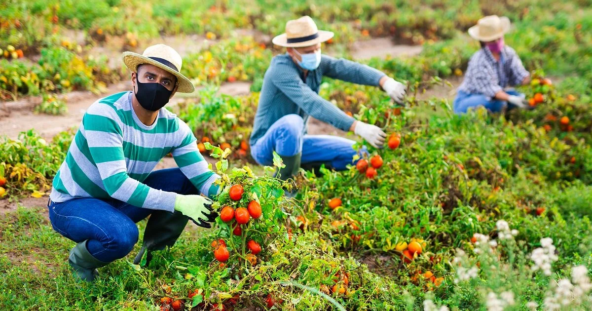 Human Rights Protections for Workers in Food Supply Chains Vulnerable to COVID-19