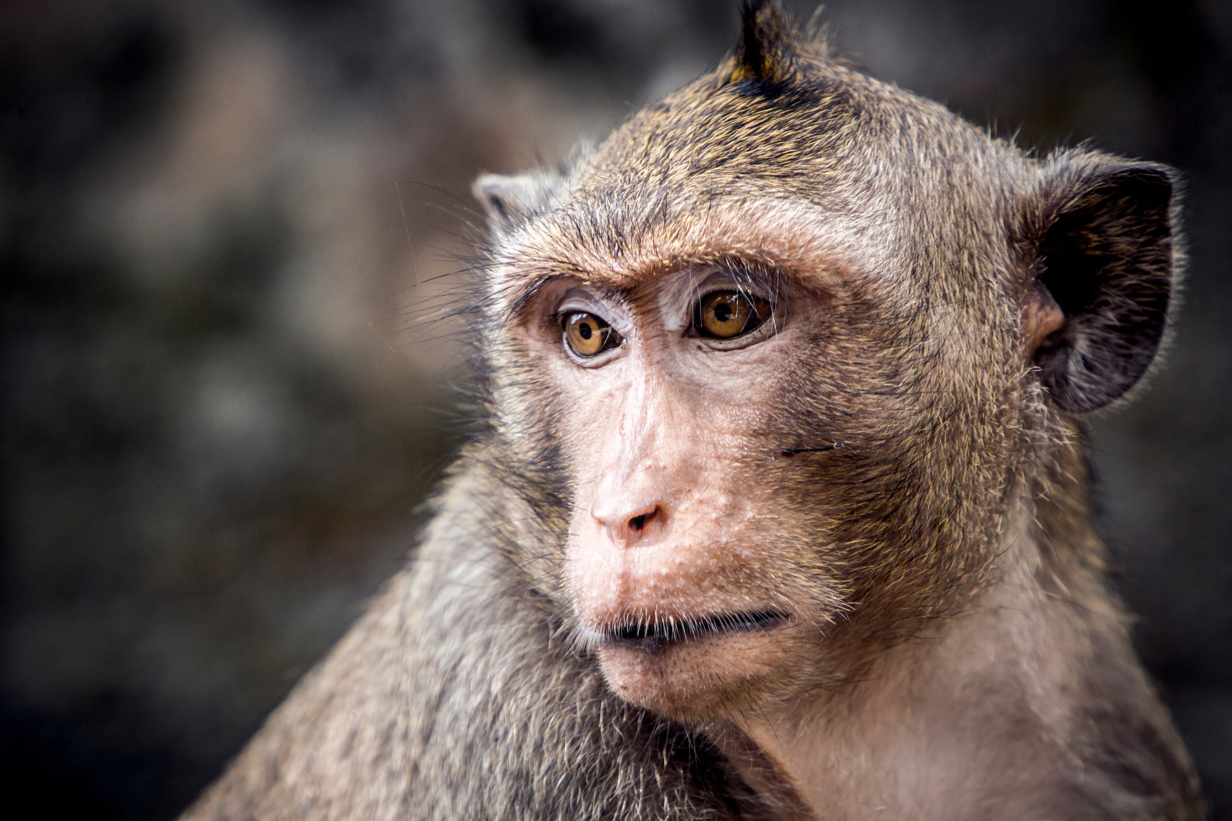 Feeding monkeys may harm their health : The Tribune India