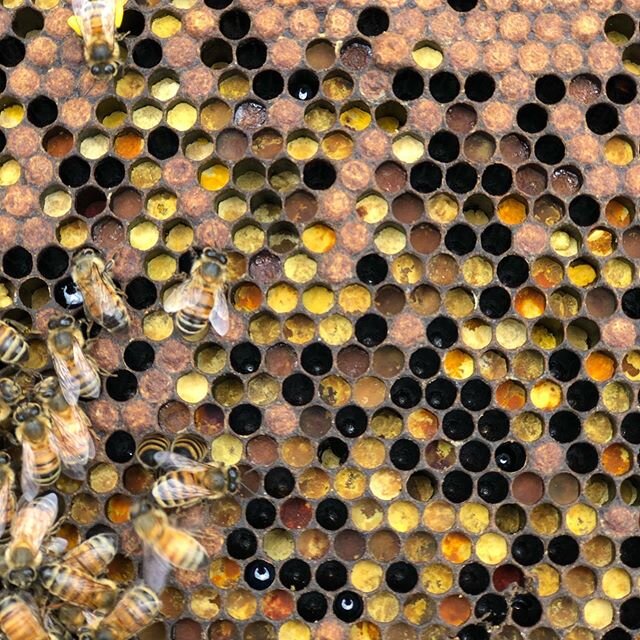 Honey Bee Pollen 🐝 💛
Such a sight when I opened up the hives today! Pollen is collected as a great source of food for bees.  I know my art teacher friends will appreciate the colors. 
#beekeeping #pollen #honeybees #artteachers #apiary #hive #beeke