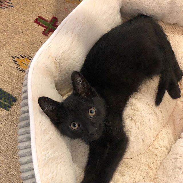 Welcome home Ink! 🖊 🖤 🐾 
Over the weekend we adopted this little one from Hope Safehouse in Racine, Wisconsin.  He has captured our hearts and brought a lot of playful energy to our home.  I told Allie he could be my Birthday and Christmas gift, t