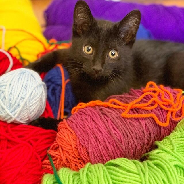 Play Time! 🧶
Kitten update.  Ink 🖊🖤 is adjusting well to life at home.  @allie.kemper17 will be teaching Art virtually this summer.  Both kitties have enjoyed helping her prep materials! 😹 #caturday #kittensofinstagram #yarnlove #artistsoninstagr