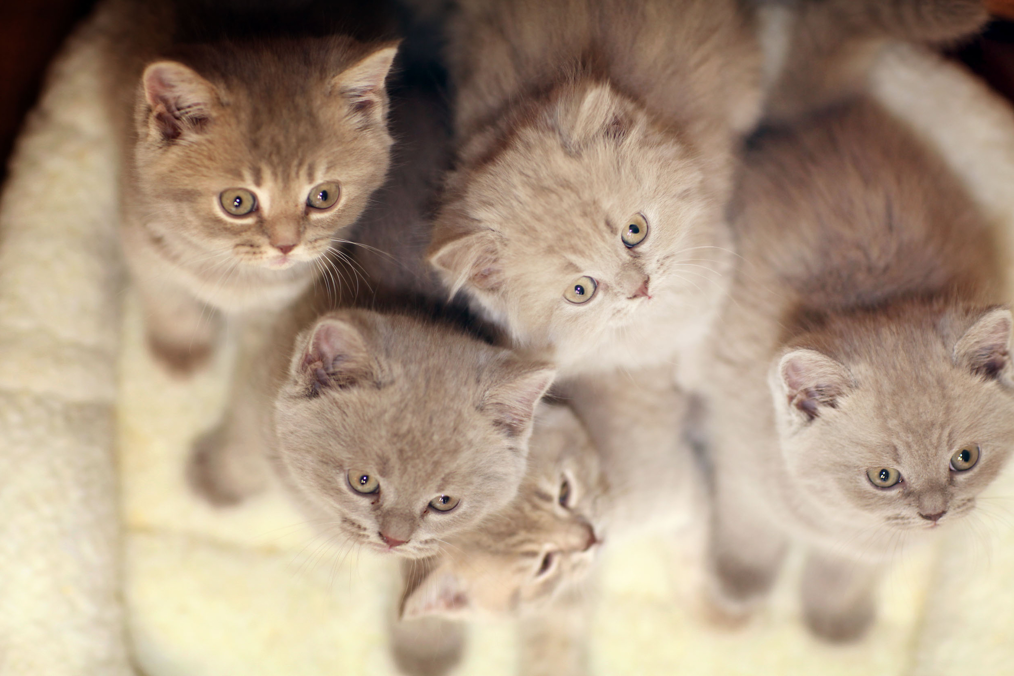 barbie sisters puppy and skipper doll