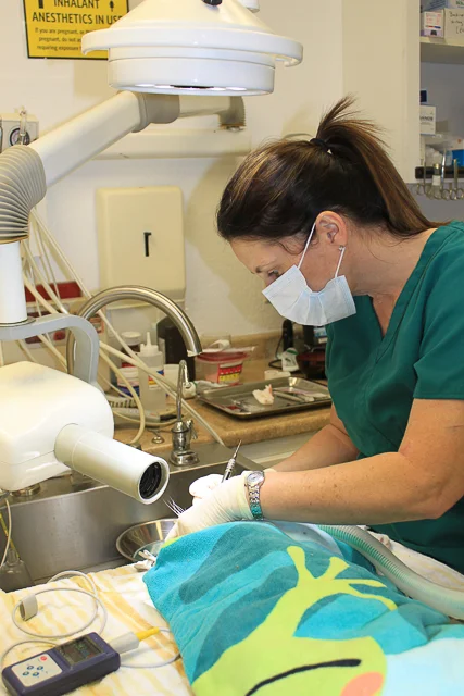 Dr. Daffara doing a dental cleaning