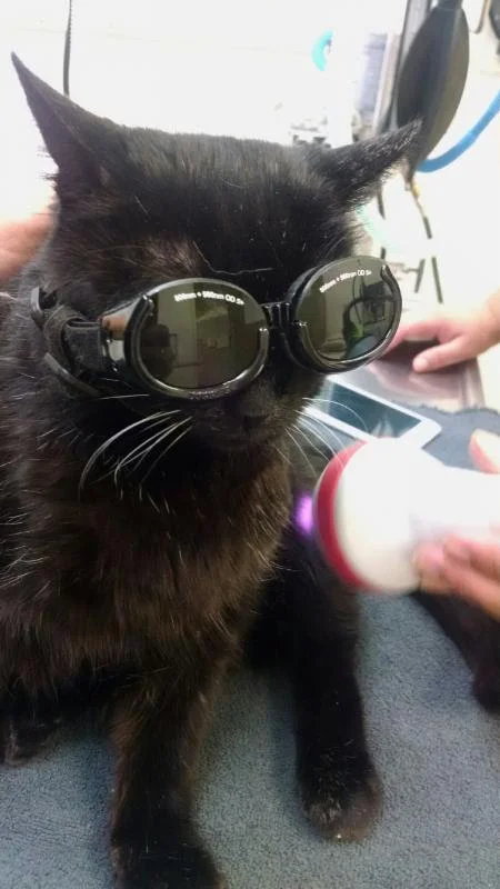 sofa scratch protector