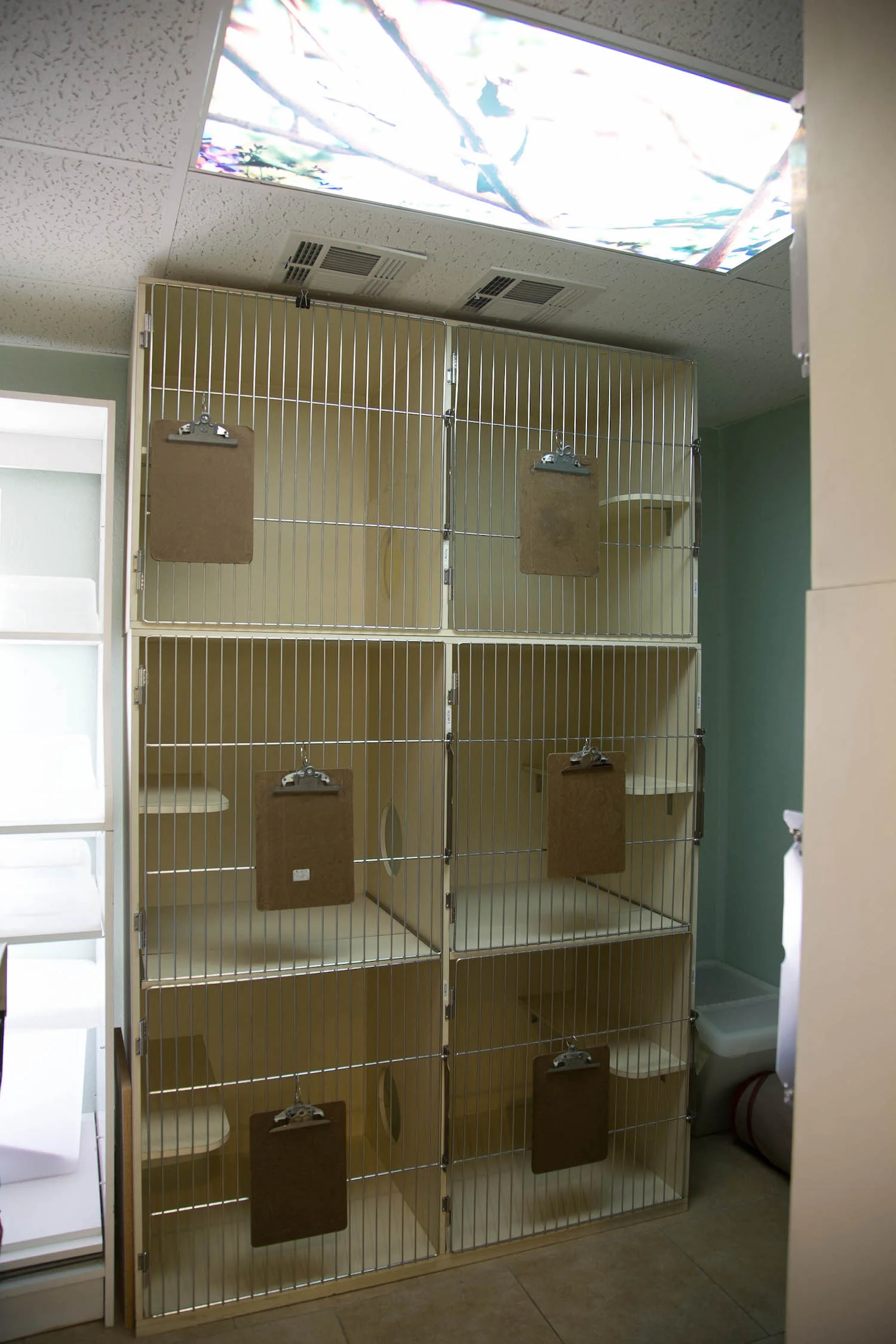 Boarding Spacious, Comfortable Boarding Suites for Cats Boarding