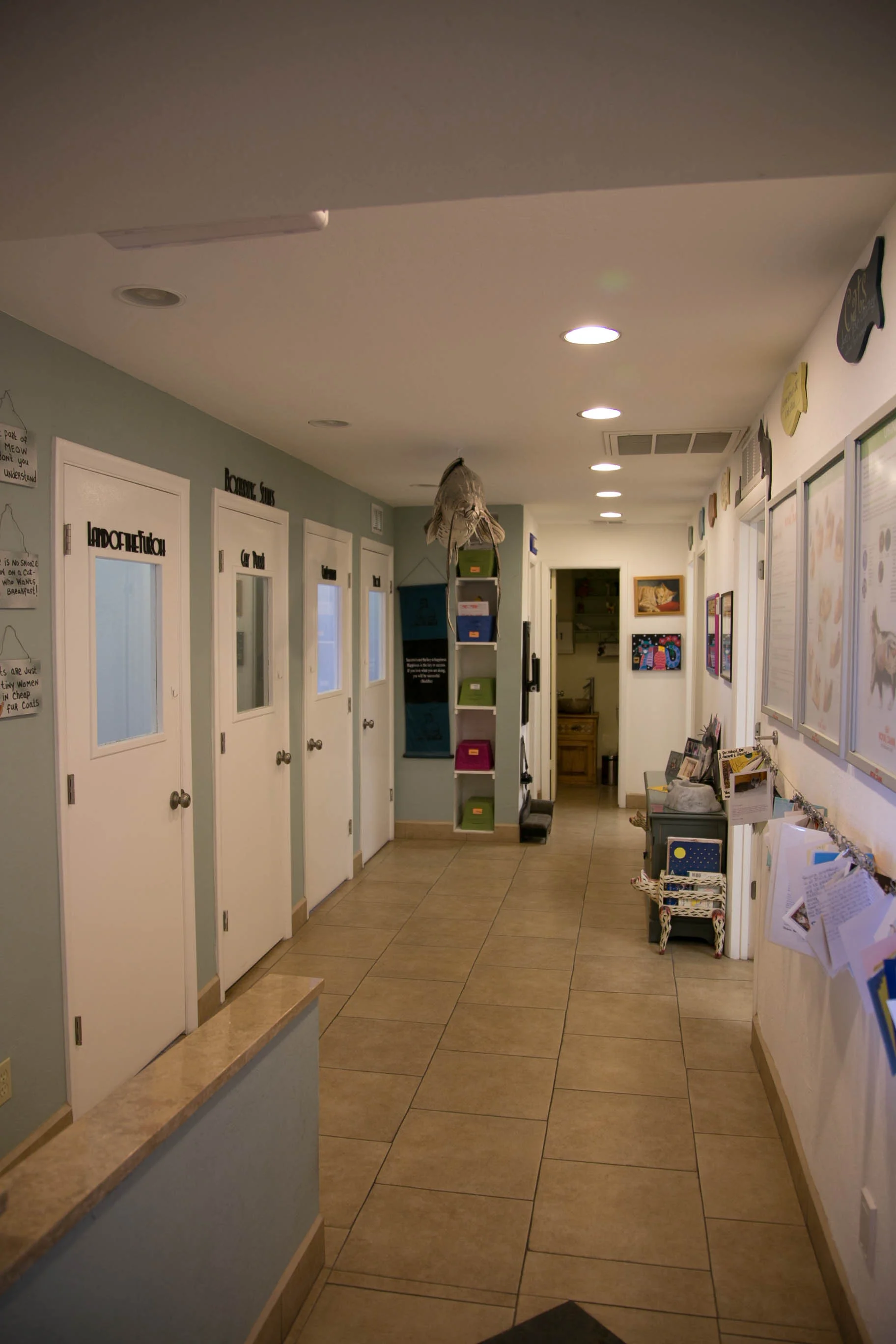 Feline Boarding Suites