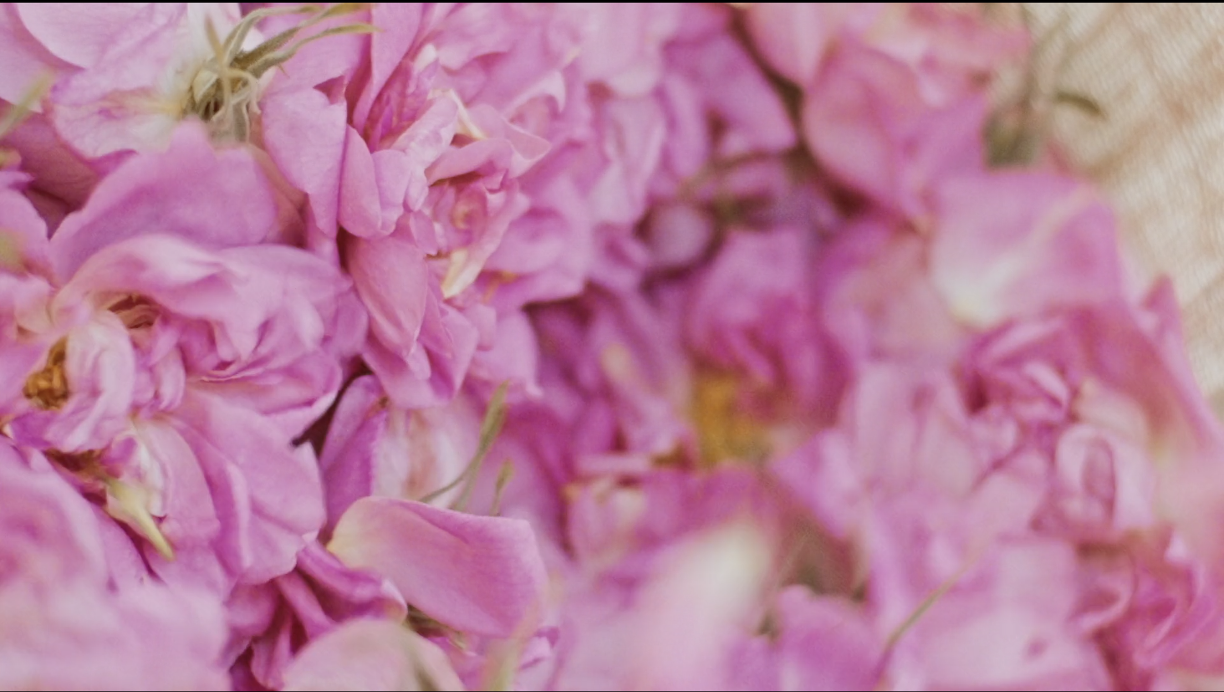 DIOR_LES RECOLTES MAJEURES_TEASER_F.KURKDJIAN